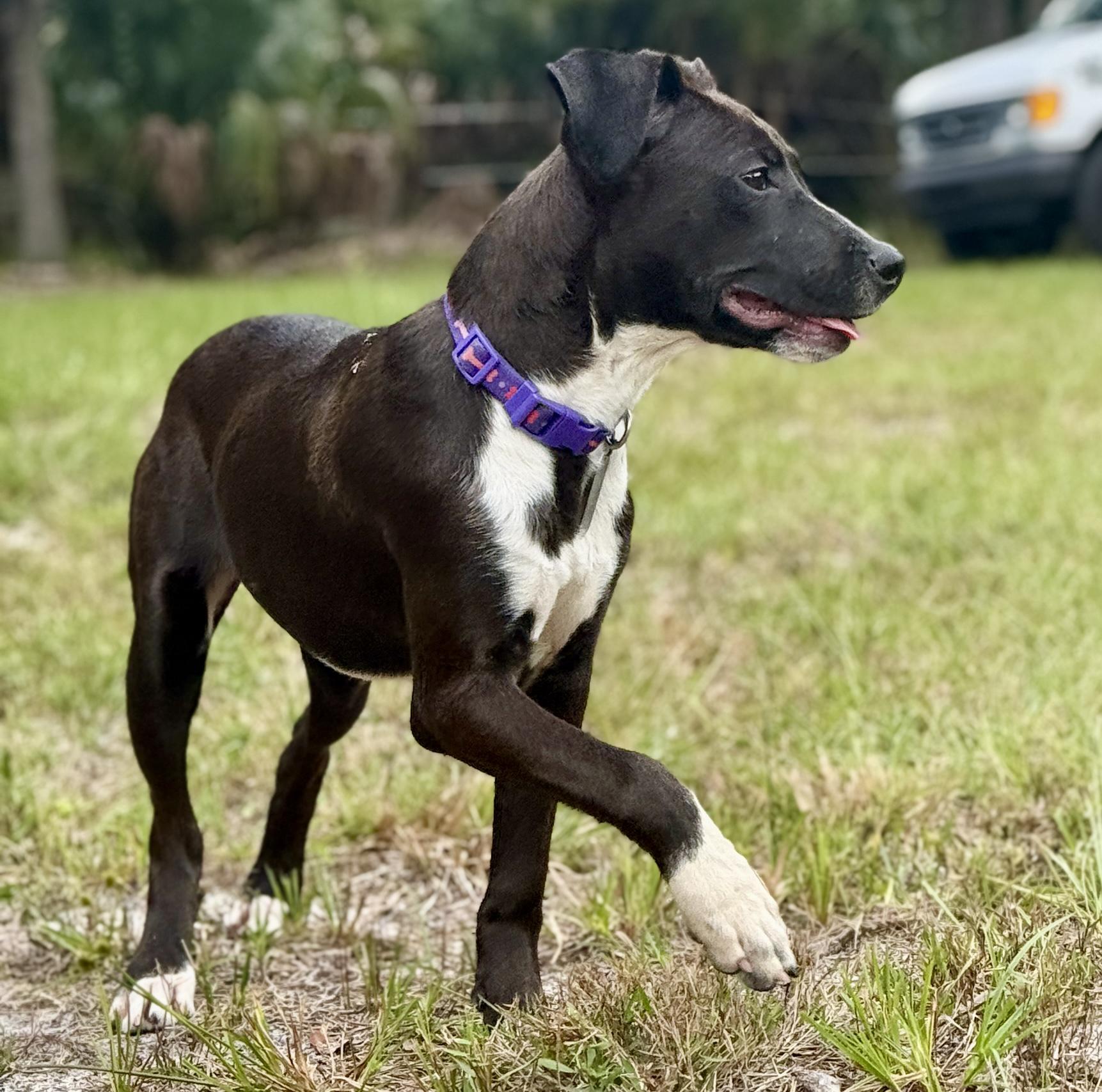 Enlarge Pigeon, a Adoptable mixed breed in Deltona, FL image 2/5