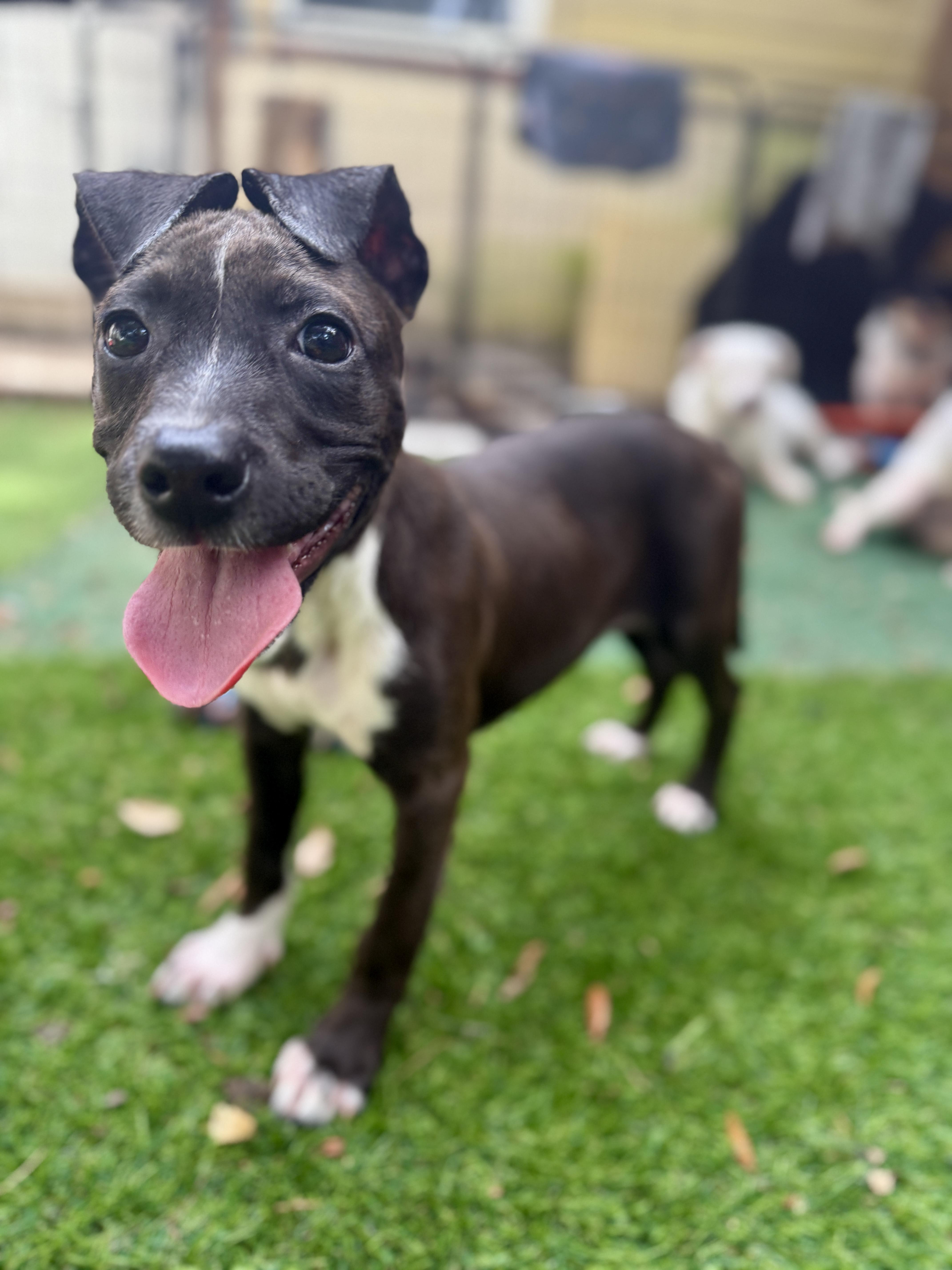 Enlarge Pigeon, a ADOPTABLE Mixed Breed in Deltona, FL image 3/6