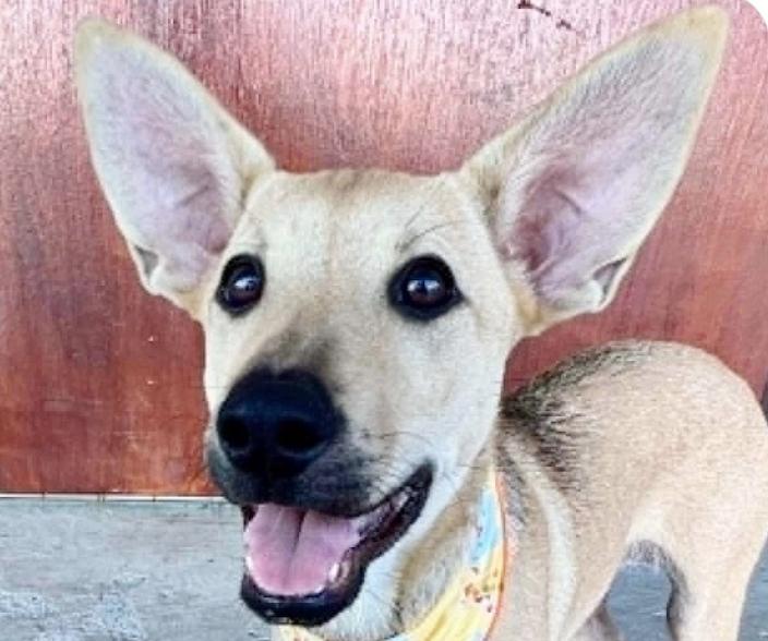 Enlarge Colleen, a Adoptable mixed breed in San Francisco, CA image 1/1