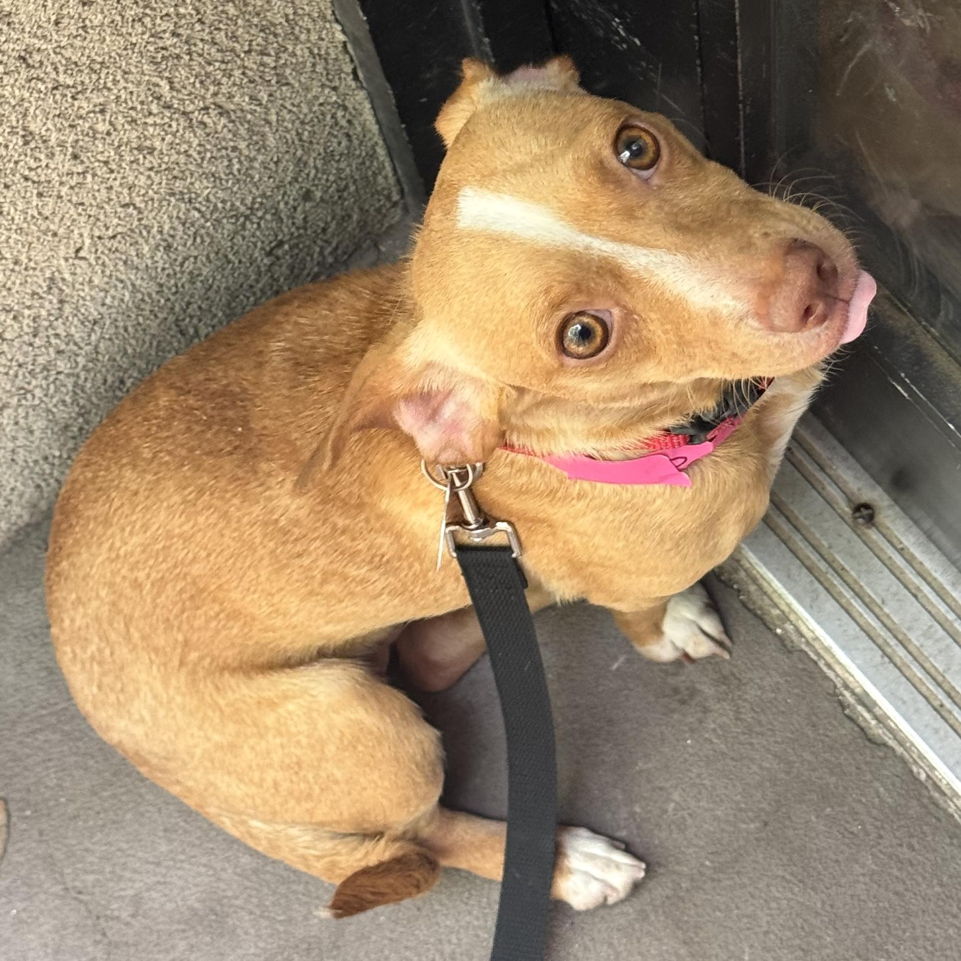Enlarge Zara, a ADOPTABLE mixed breed in Brooklyn, NY image 2/5