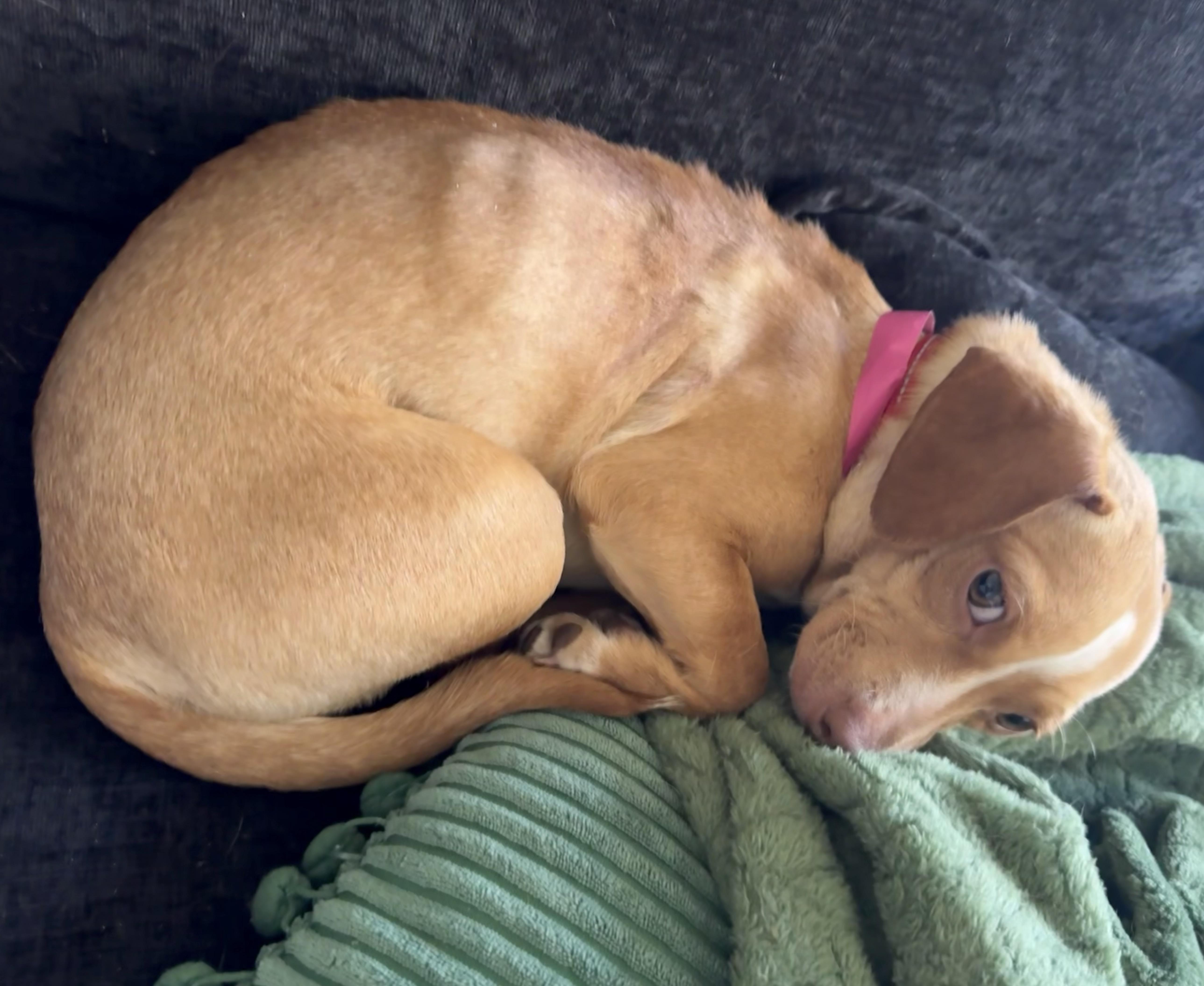 Enlarge Zara, a ADOPTABLE mixed breed in Brooklyn, NY image 4/5