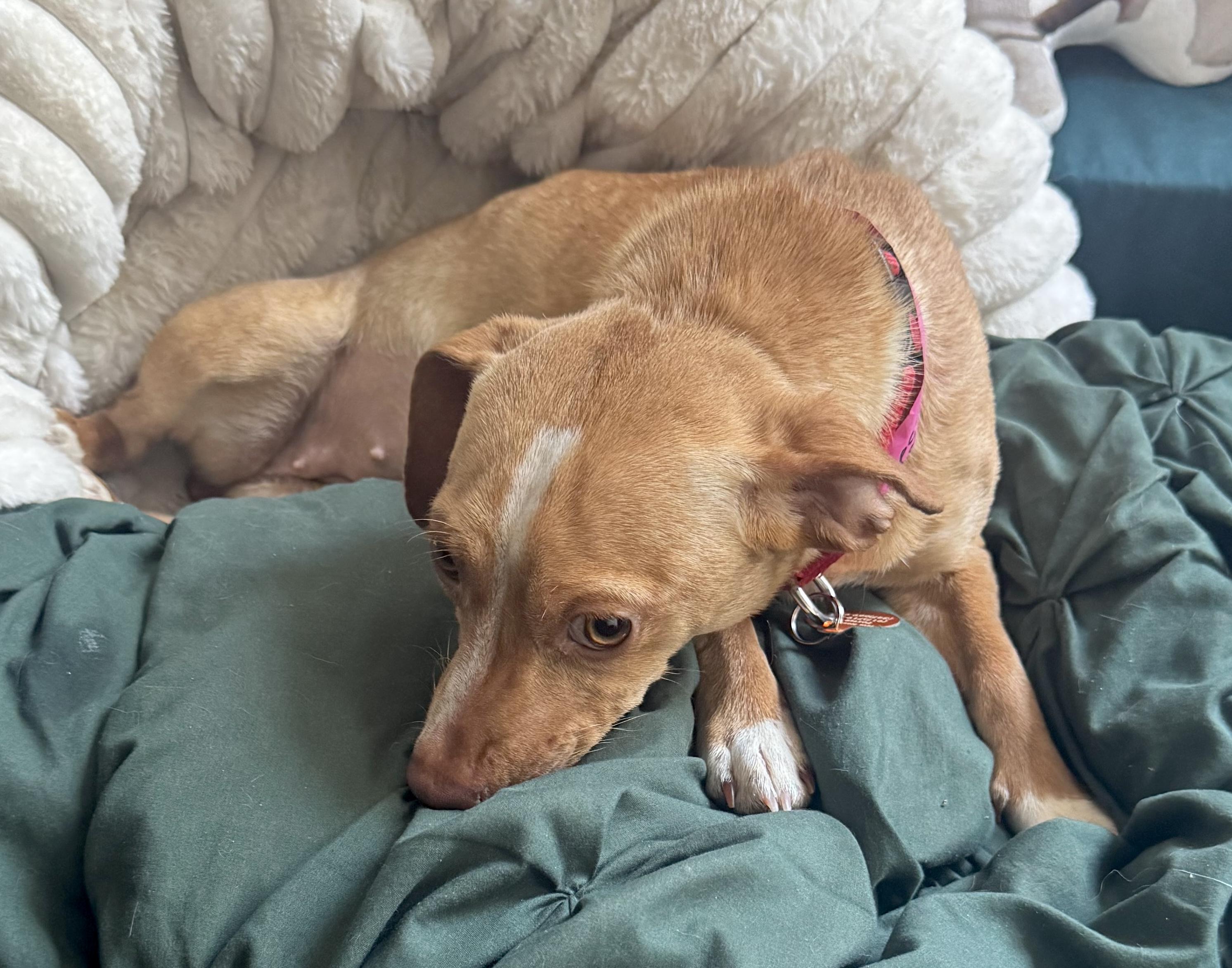 Enlarge Zara, a ADOPTABLE mixed breed in Brooklyn, NY image 5/5