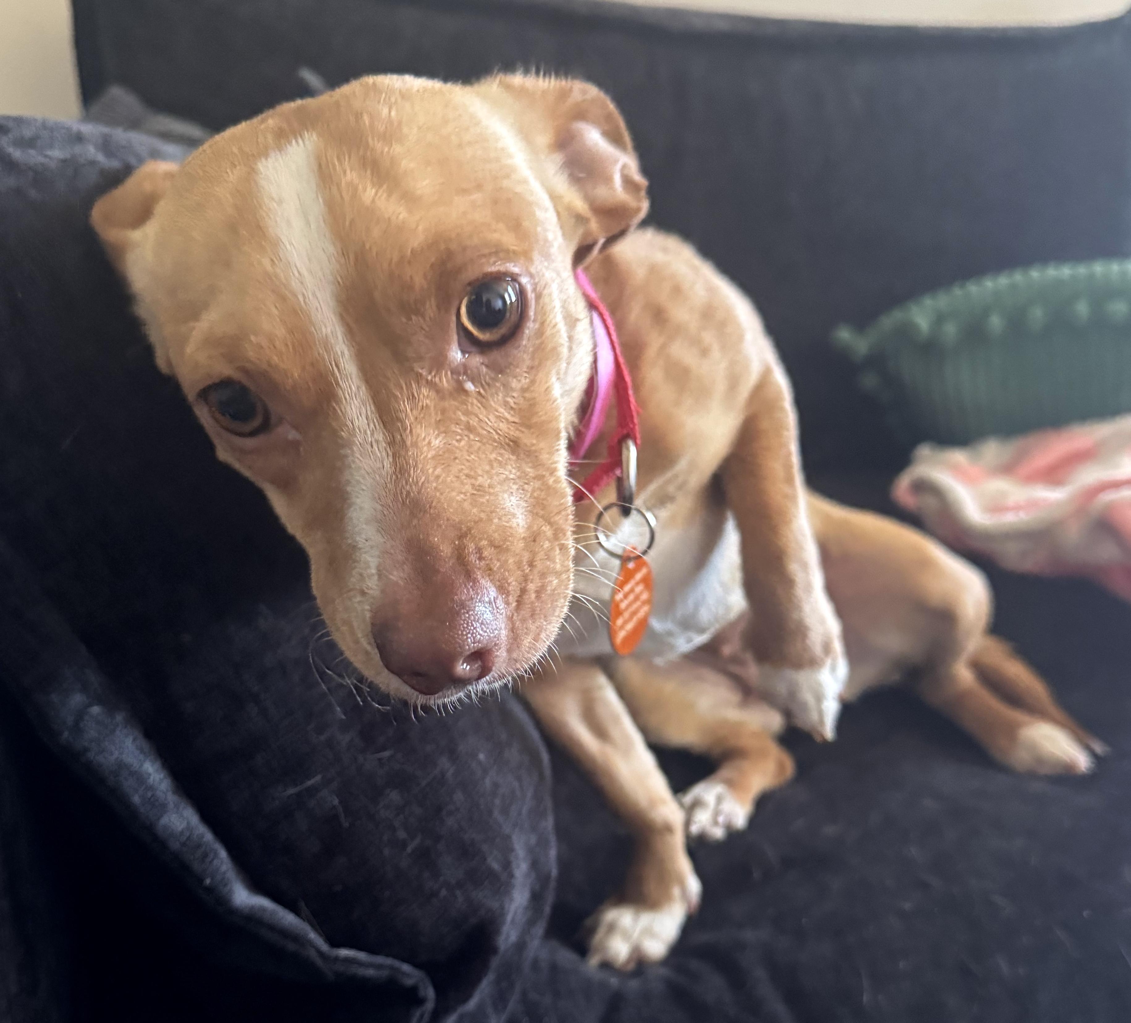 Zara, ADOPTABLE, Young Female Chihuahua.