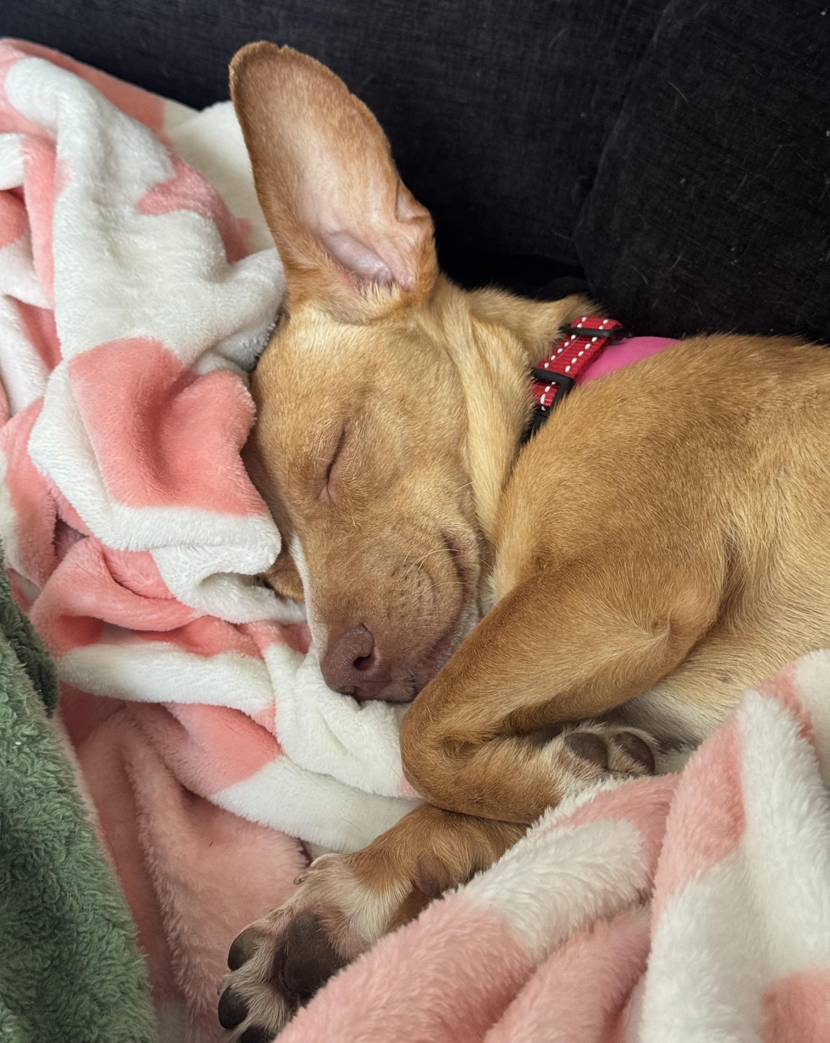 Enlarge Zara, a ADOPTABLE mixed breed in Brooklyn, NY image 3/5