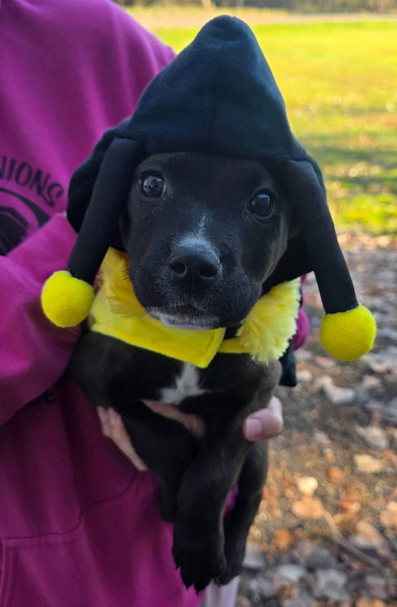 Enlarge Zappy, a Adoptable Pit Bull Terrier in Oxford, MI image 1/2