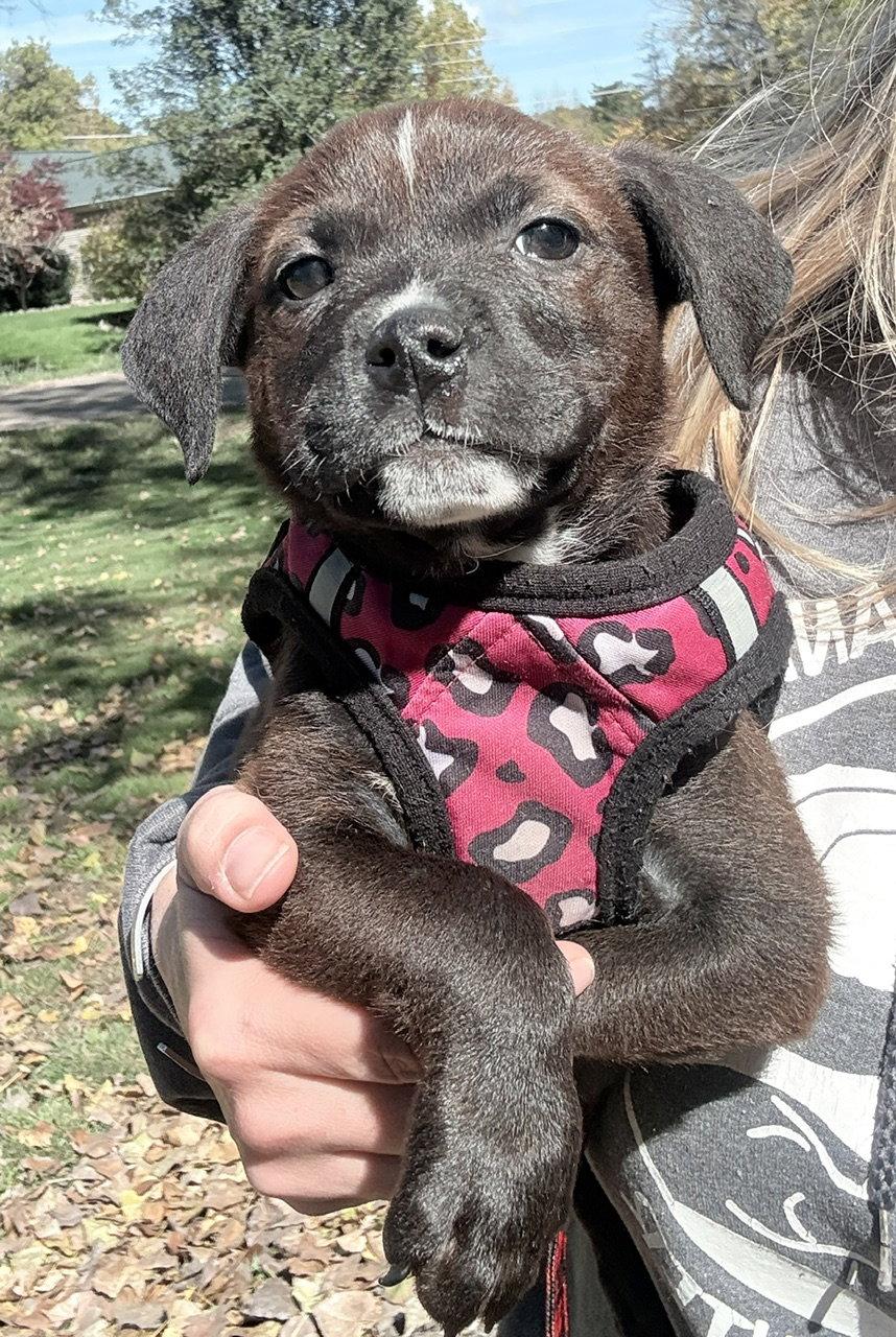 Enlarge Zappy, a Adoptable Pit Bull Terrier in Oxford, MI image 2/2