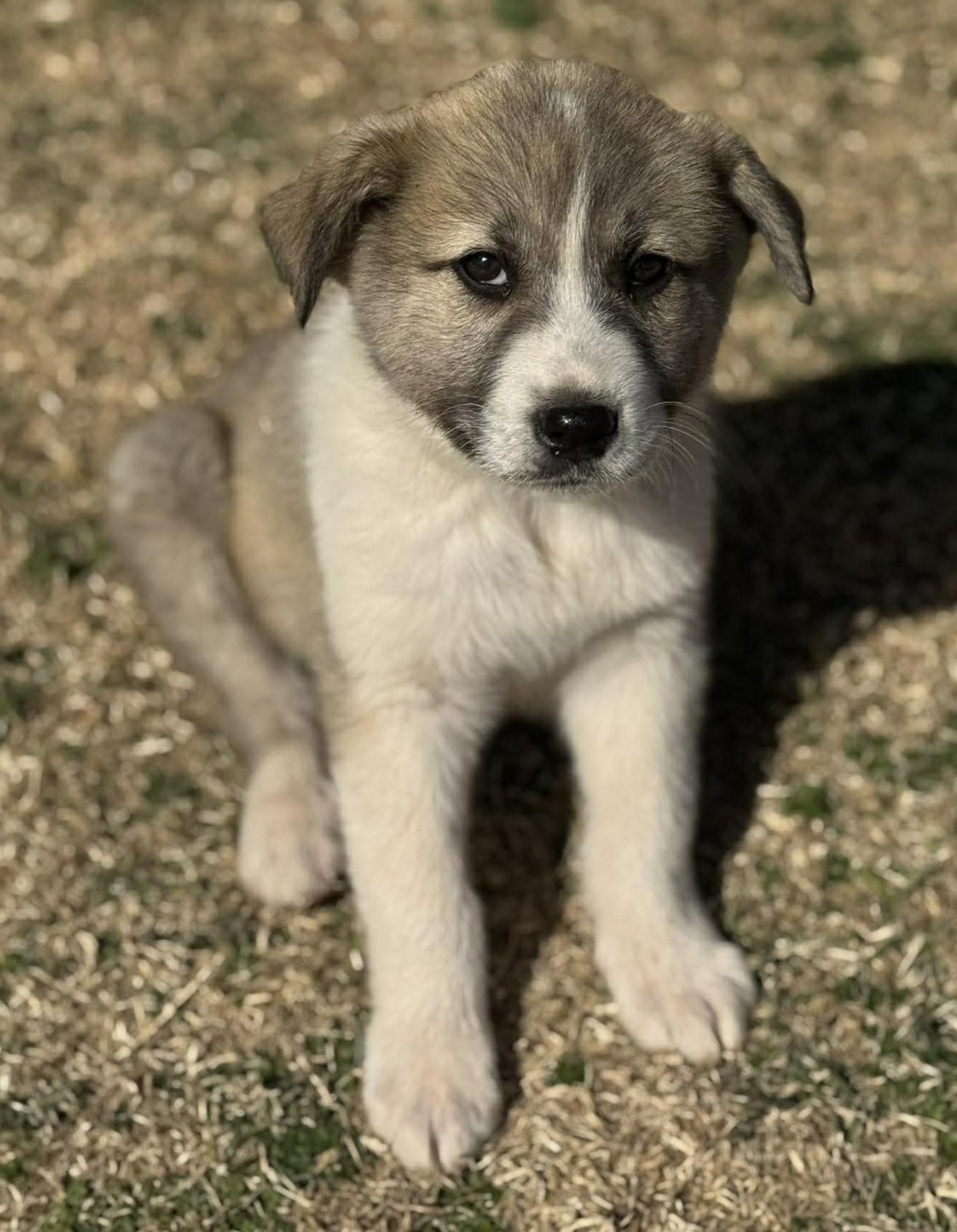 Enlarge Olympus , a ADOPTABLE mixed breed in Kiowa, OK image 6/6