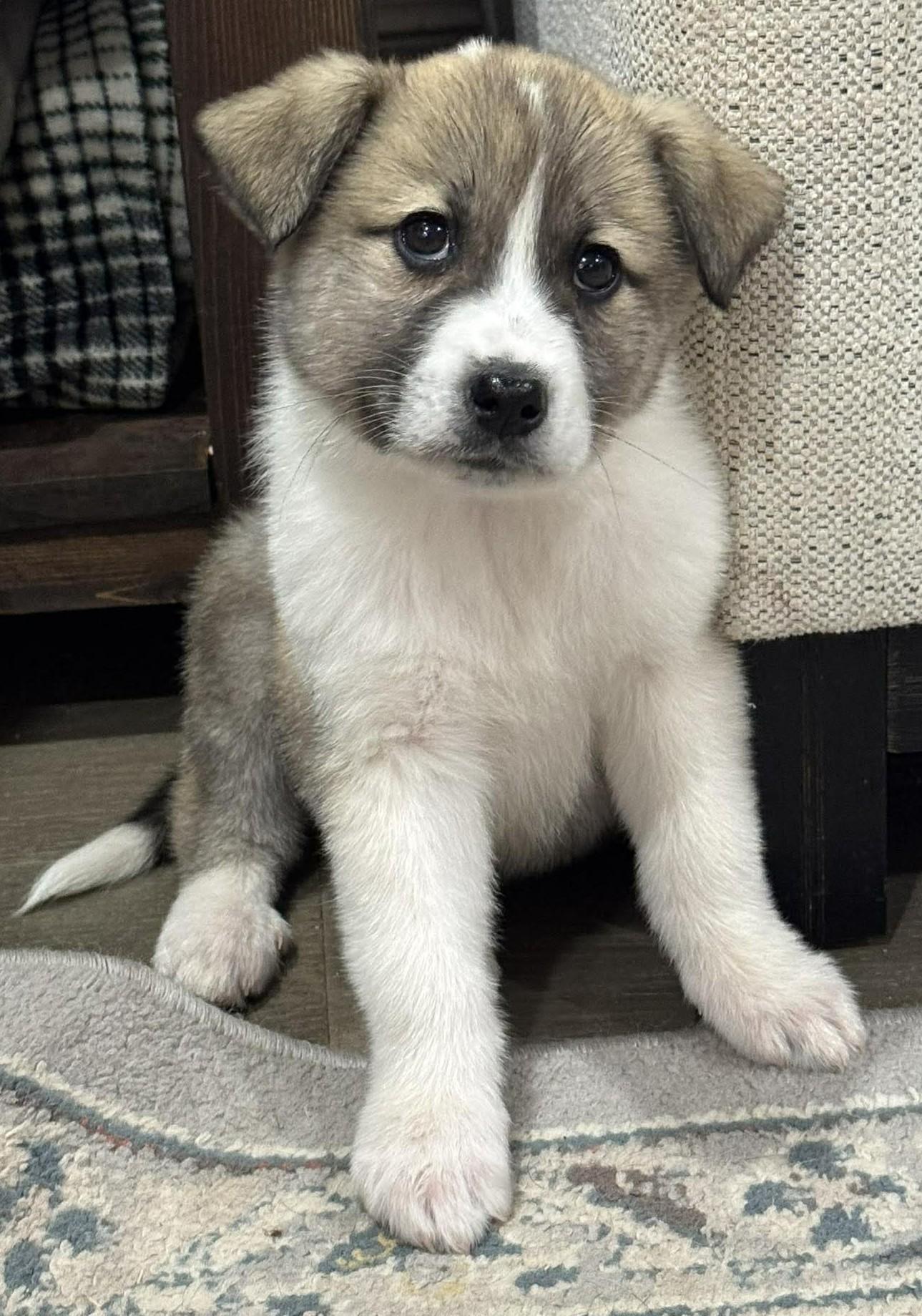 Enlarge Olympus , a ADOPTABLE mixed breed in Kiowa, OK image 1/6