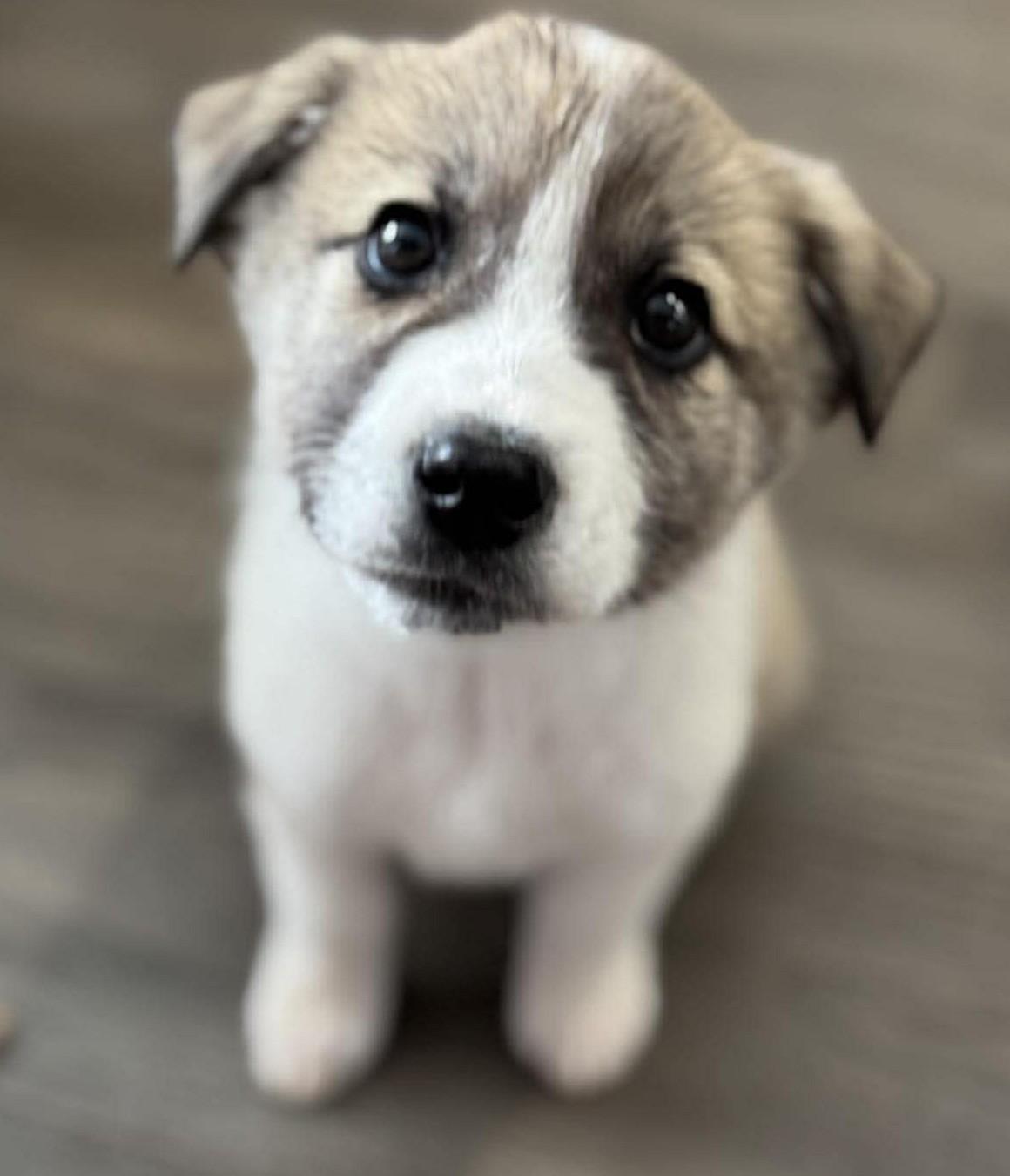 Enlarge Olympus , a ADOPTABLE mixed breed in Kiowa, OK image 2/6