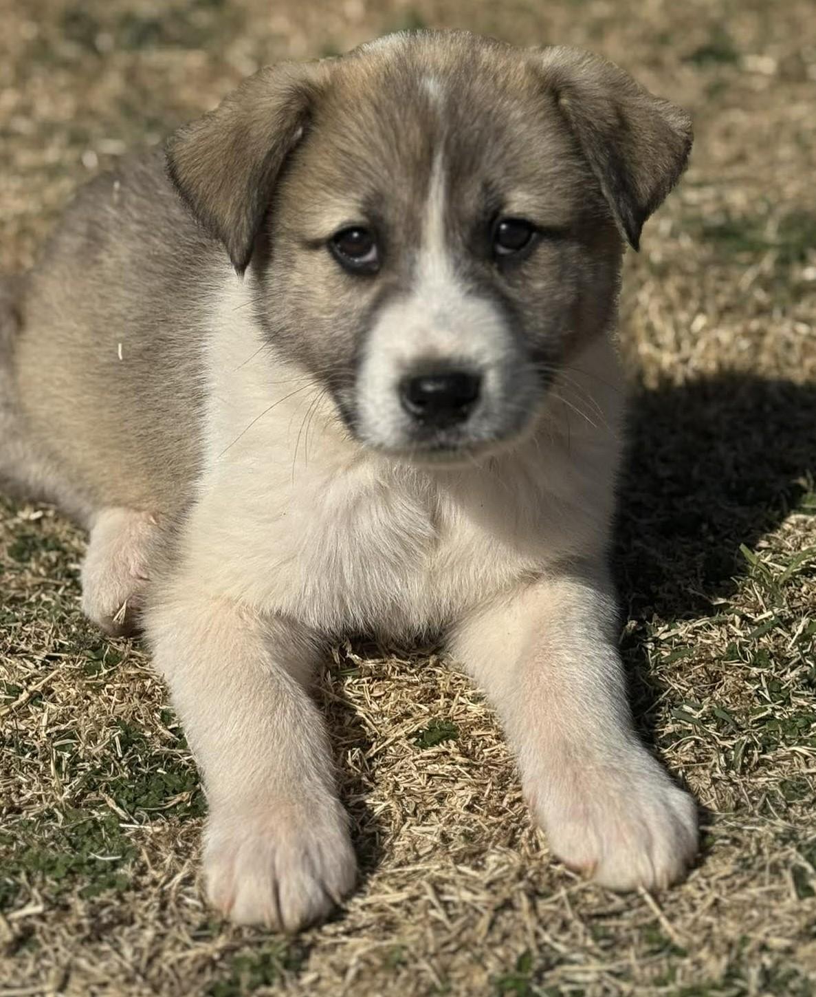 Enlarge Olympus , a ADOPTABLE mixed breed in Kiowa, OK image 3/6
