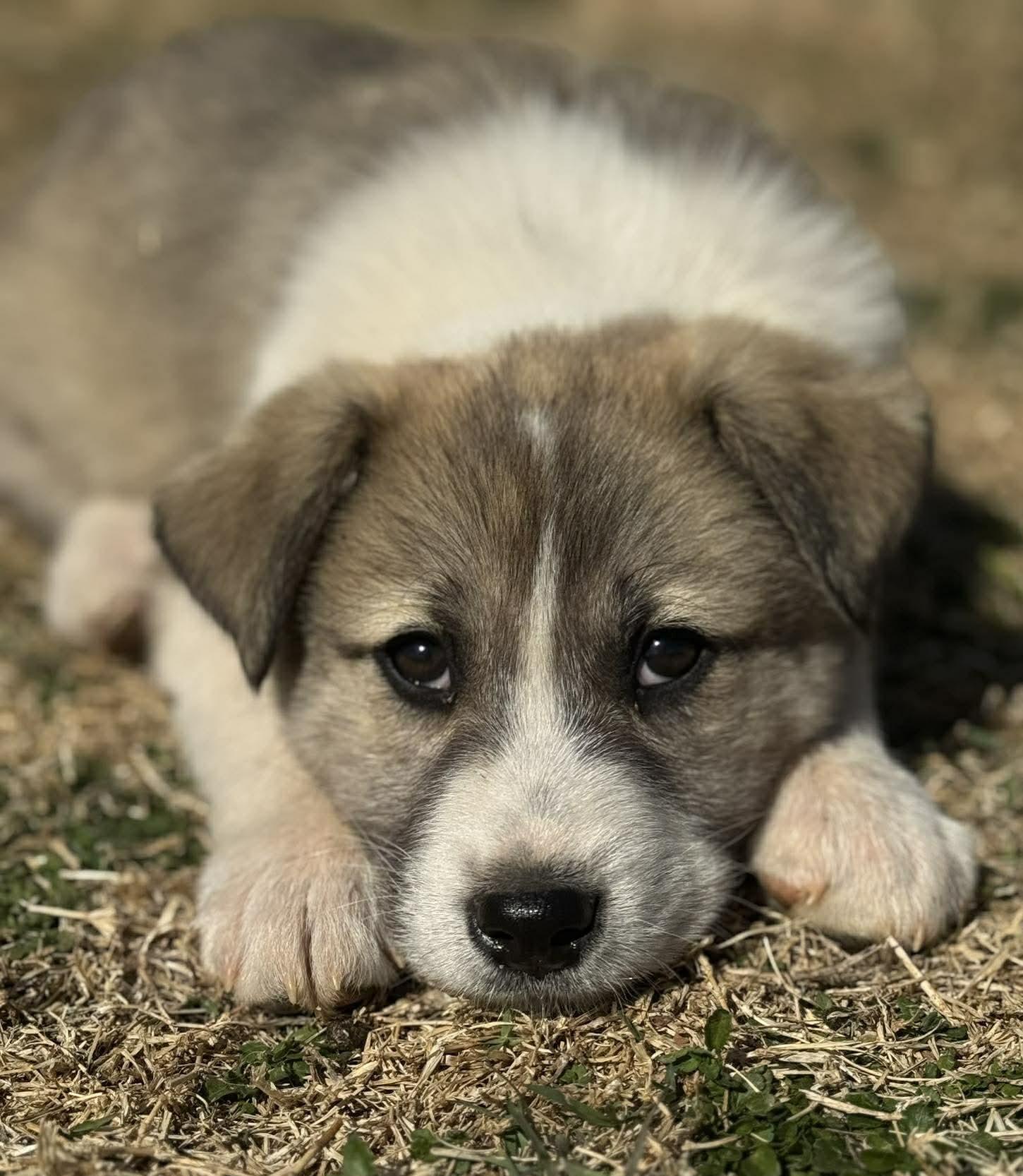 Enlarge Olympus , a ADOPTABLE mixed breed in Kiowa, OK image 4/6