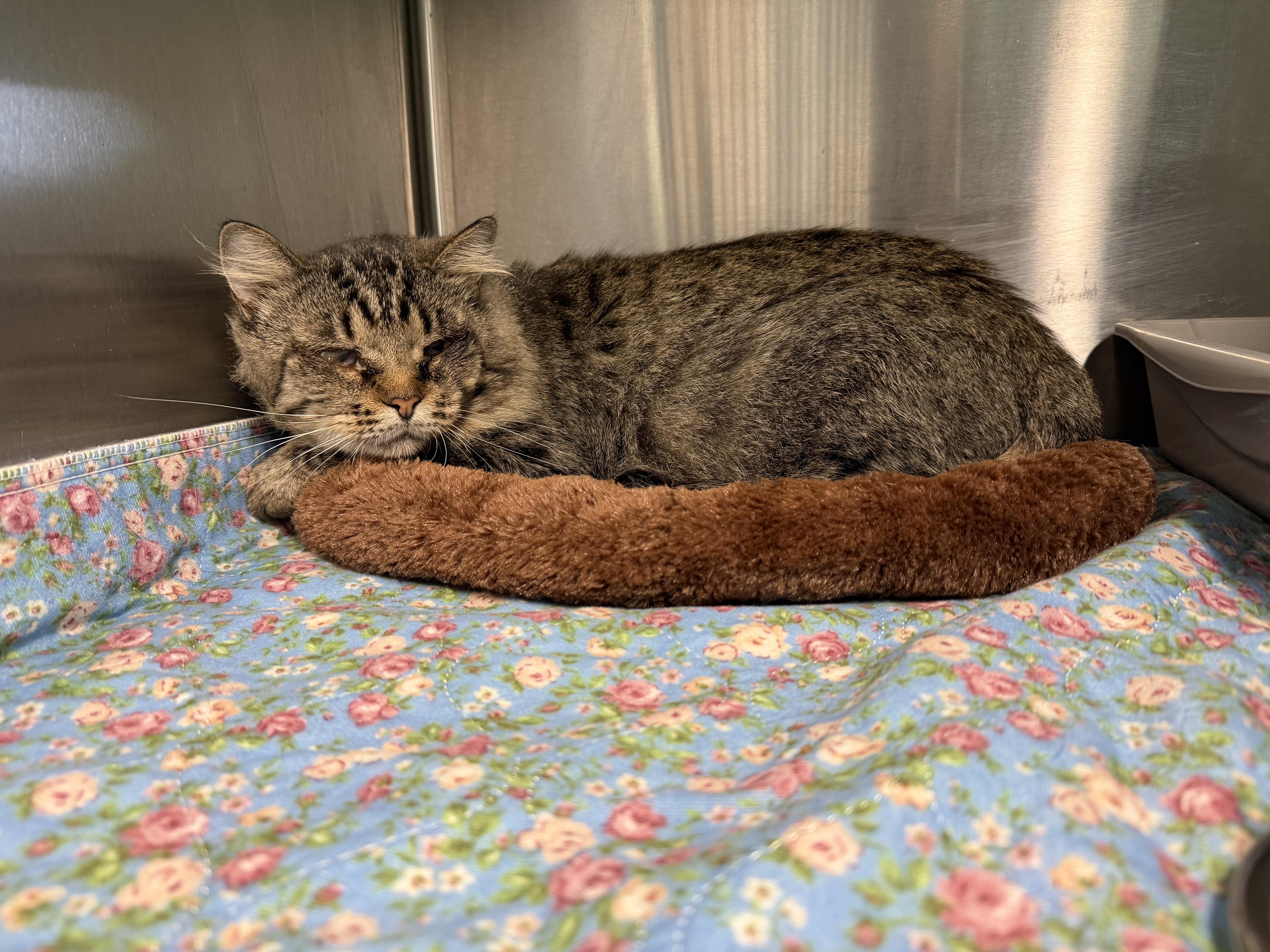 MAGLIGHT, Adoptable, Adult Male Domestic Long Hair.