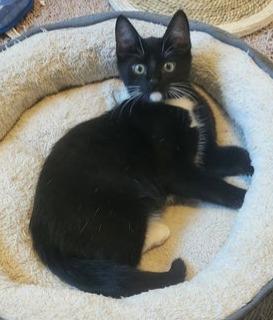 Enlarge Wally, a ADOPTABLE mixed breed in Conroe, TX image 1/1