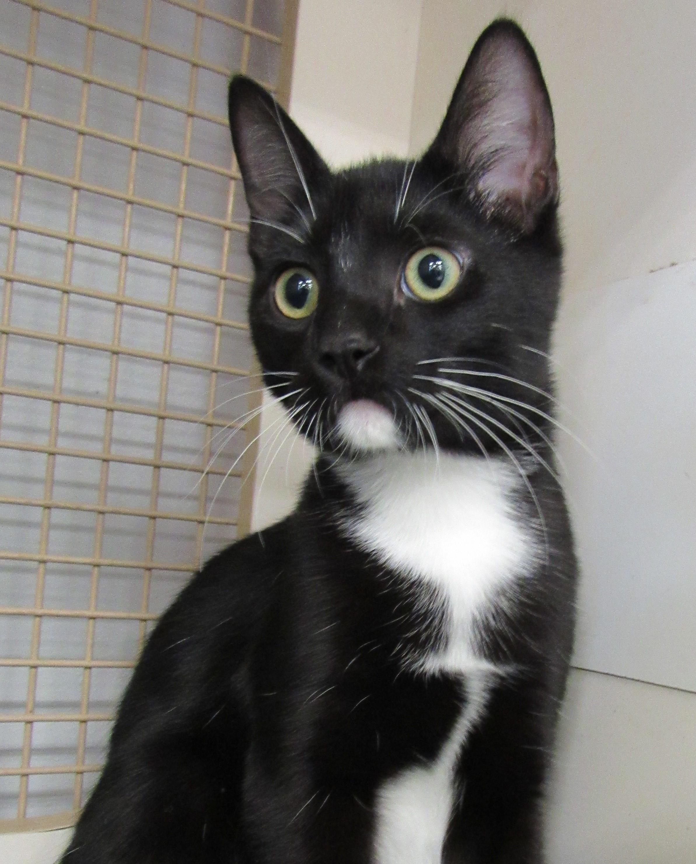 Enlarge Wally, a ADOPTABLE mixed breed in Conroe, TX image 3/4