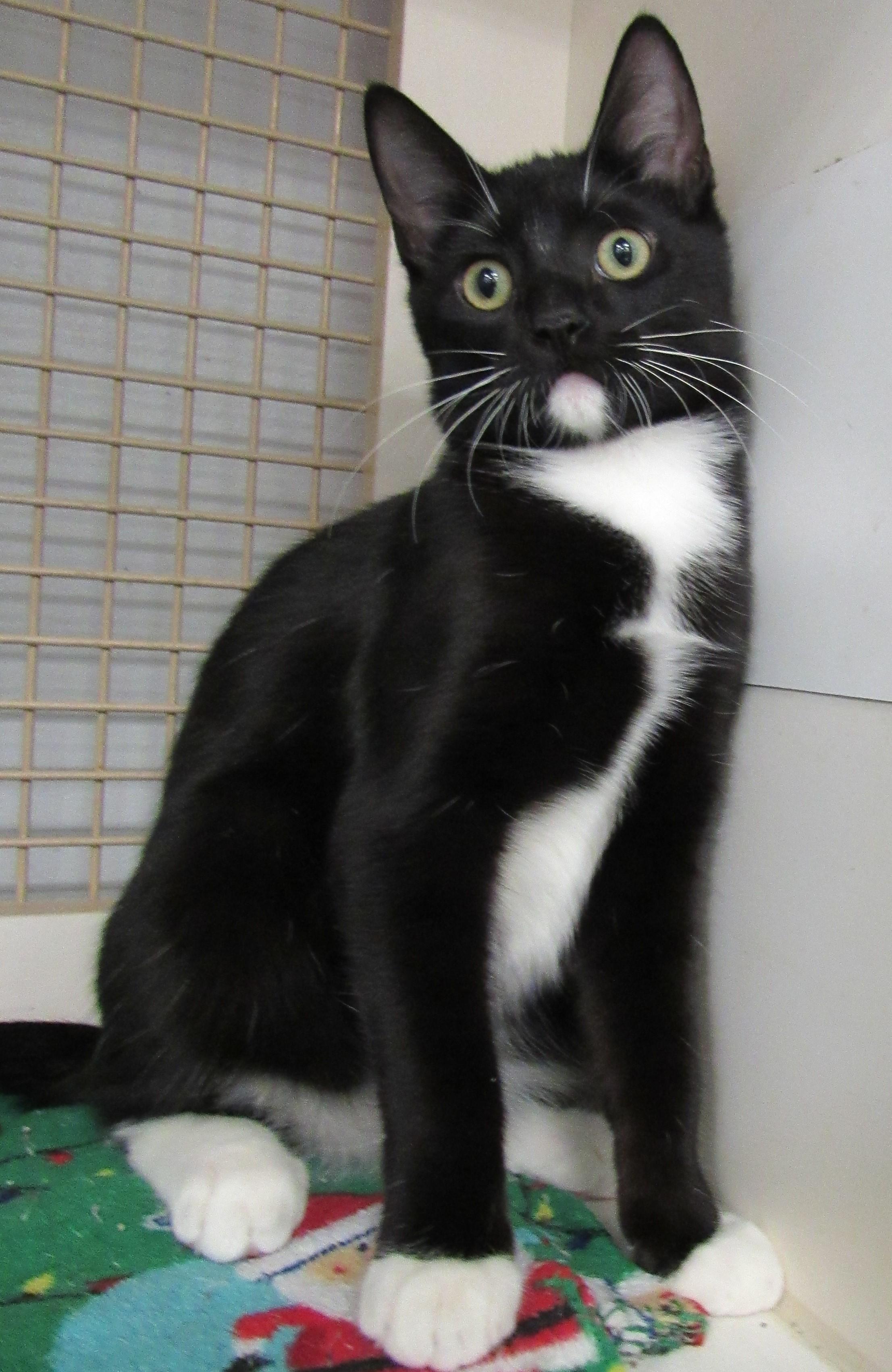 Enlarge Wally, a ADOPTABLE mixed breed in Conroe, TX image 2/4