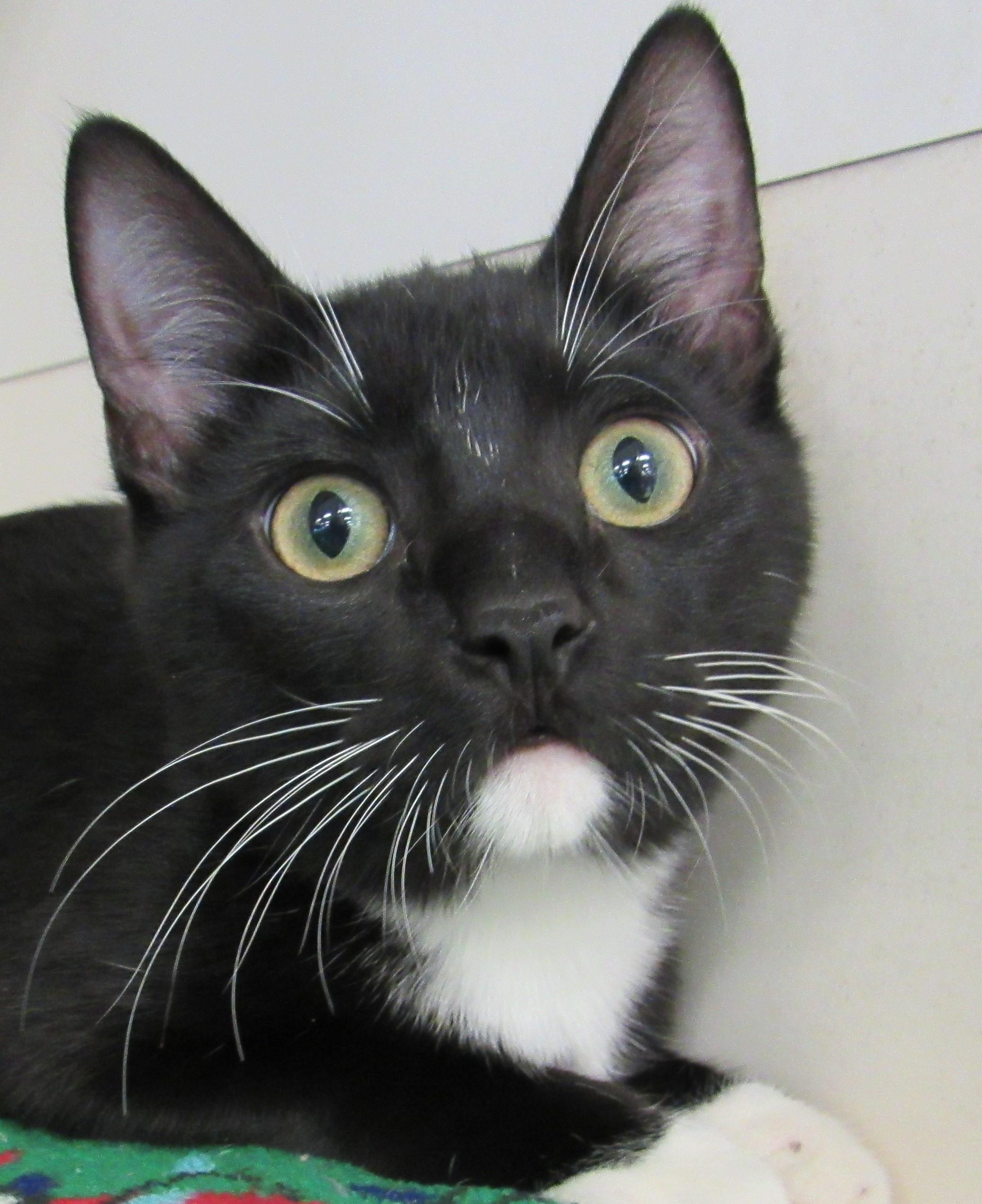 Wally, ADOPTABLE, Kitten Male Tuxedo & Domestic Short Hair.