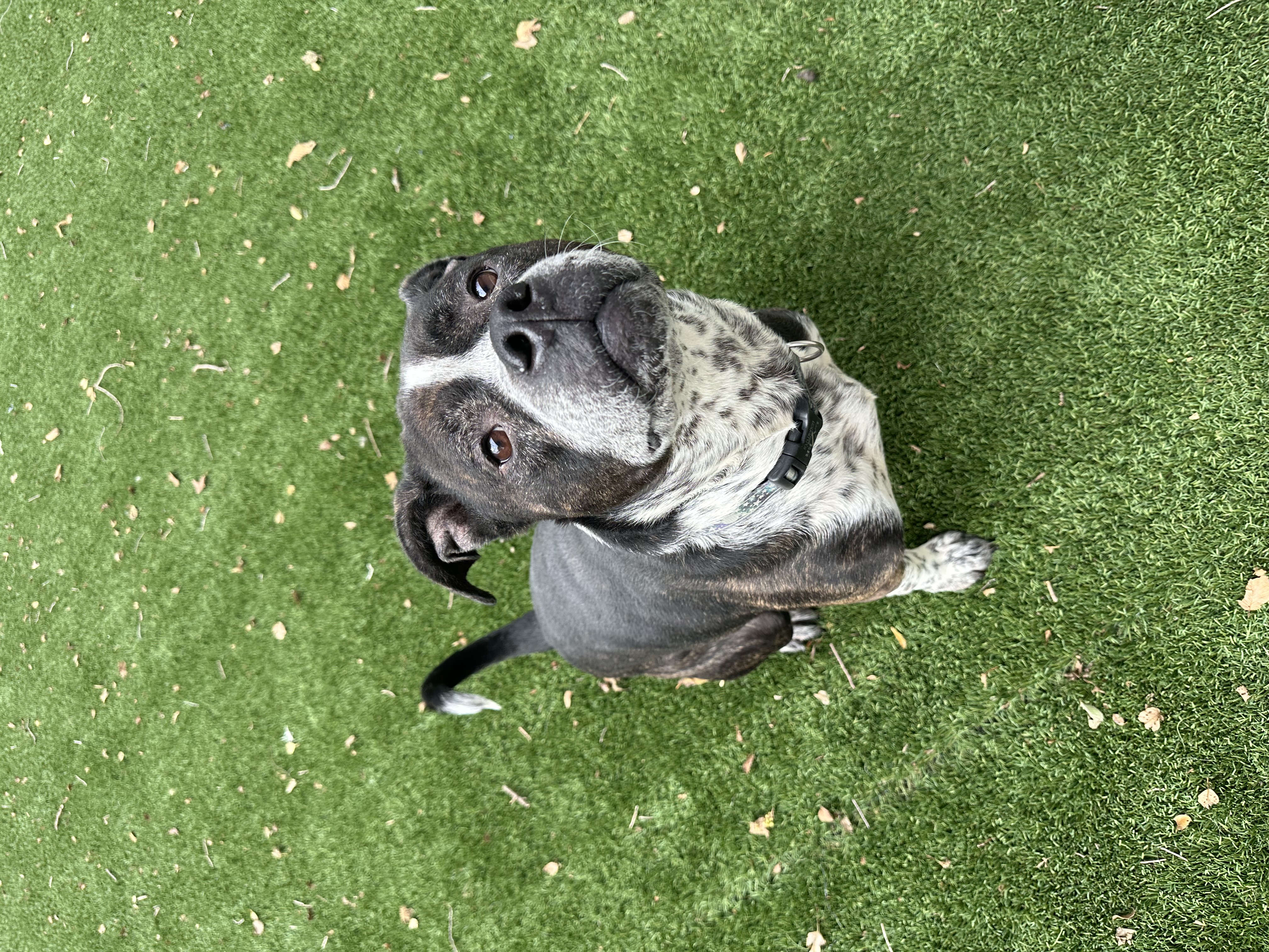 Bruce, a Adoptable mixed breed in Lafayette, IN image 4/5