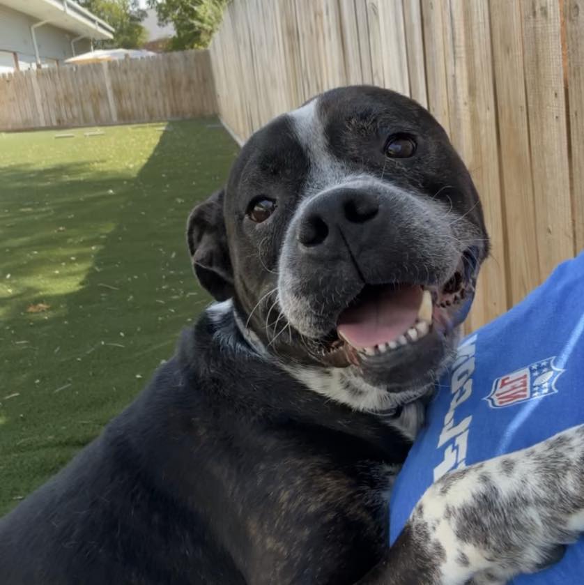 Bruce, Adoptable, Adult Male Boxer.