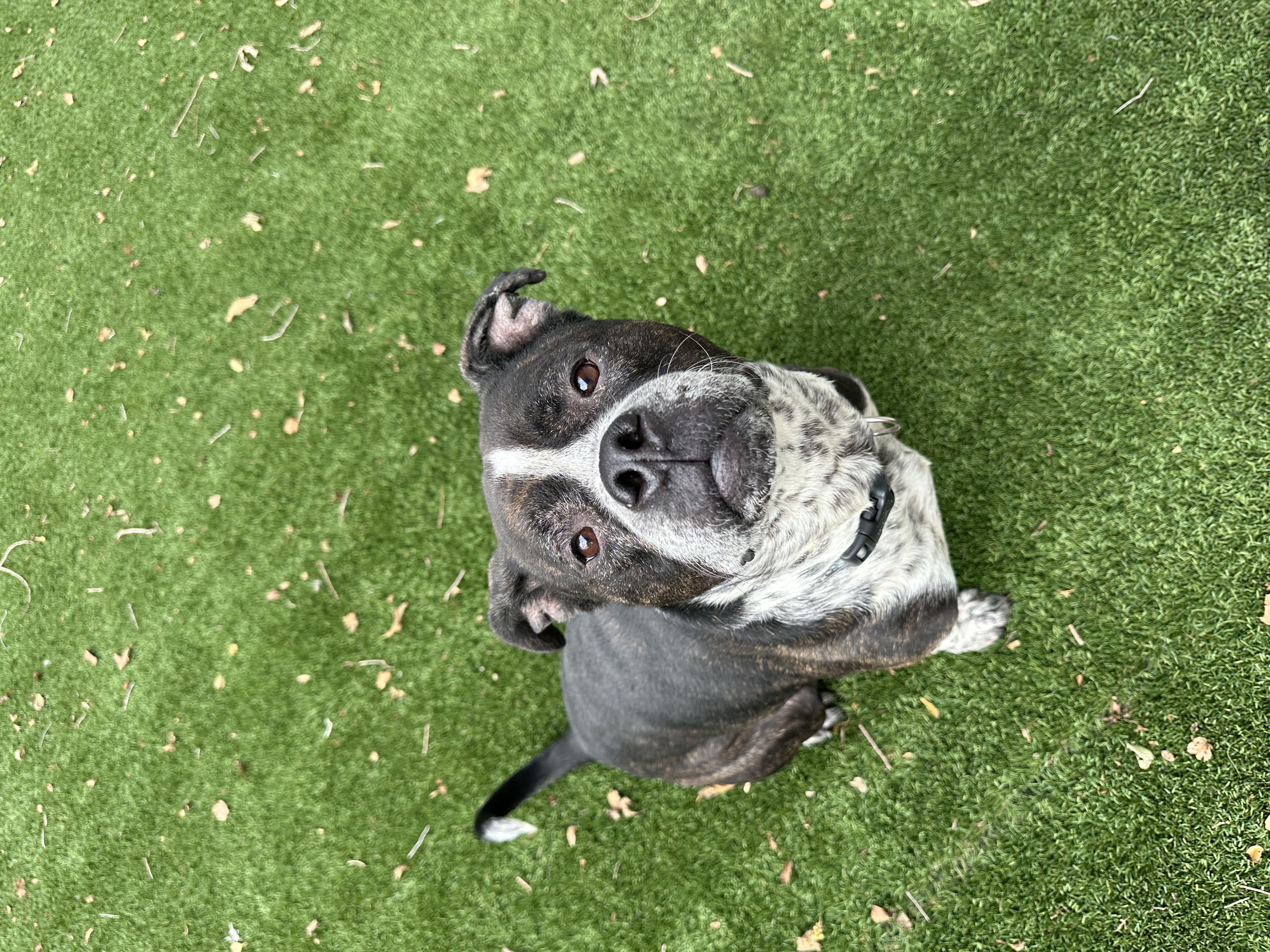 Bruce, a Adoptable mixed breed in Lafayette, IN image 3/5