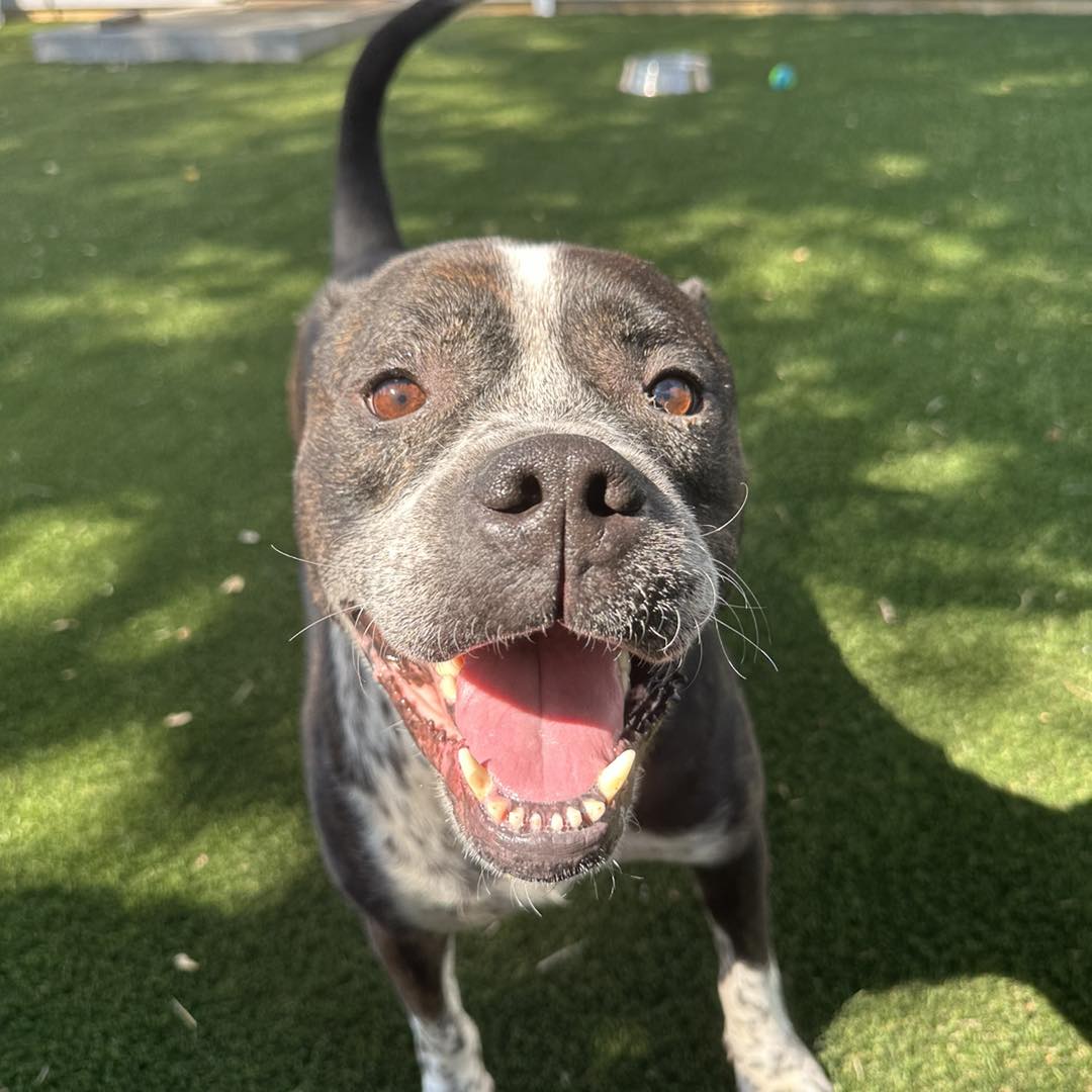 Bruce, a Adoptable mixed breed in Lafayette, IN image 1/5