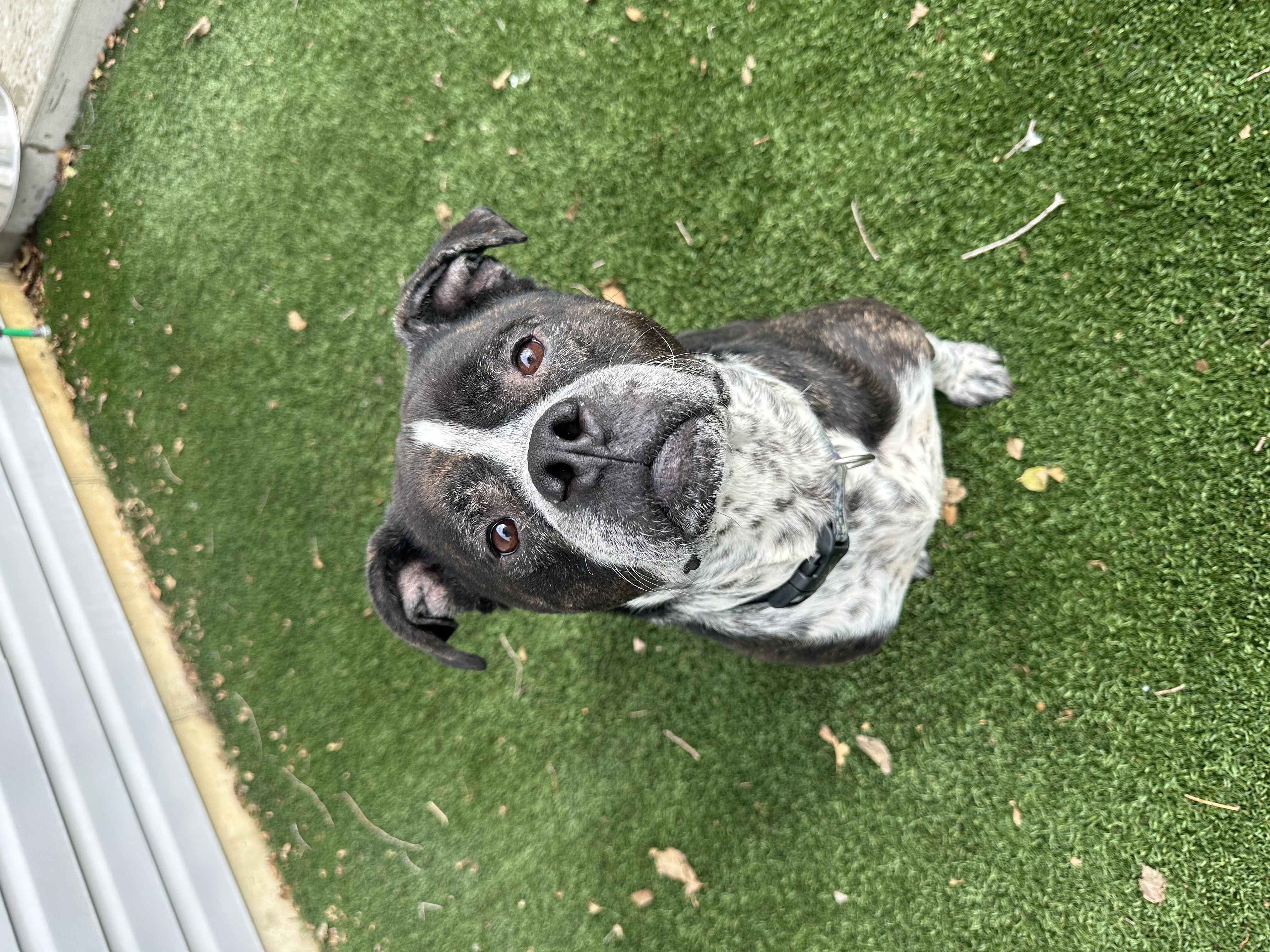 Bruce, a Adoptable mixed breed in Lafayette, IN image 5/5