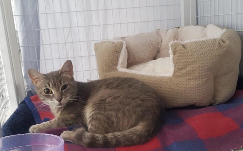 Momma Lainey, a Adoptable Domestic Short Hair in Diamond Springs, CA image 1/2