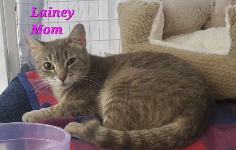 Momma Lainey, a Adoptable Domestic Short Hair in Diamond Springs, CA image 2/2