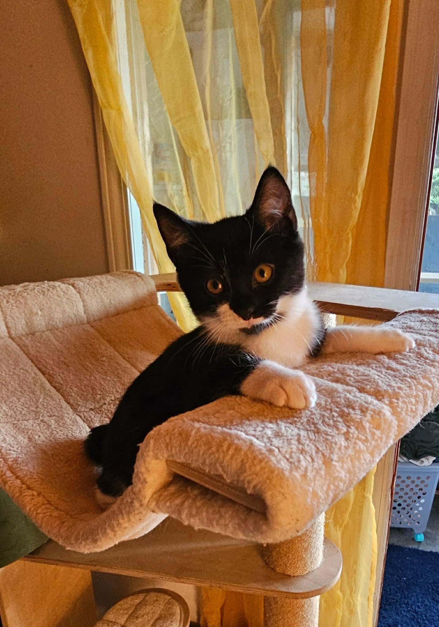 Jumba, a Adoptable Domestic Short Hair in Fort Oglethorpe, GA image 5/6