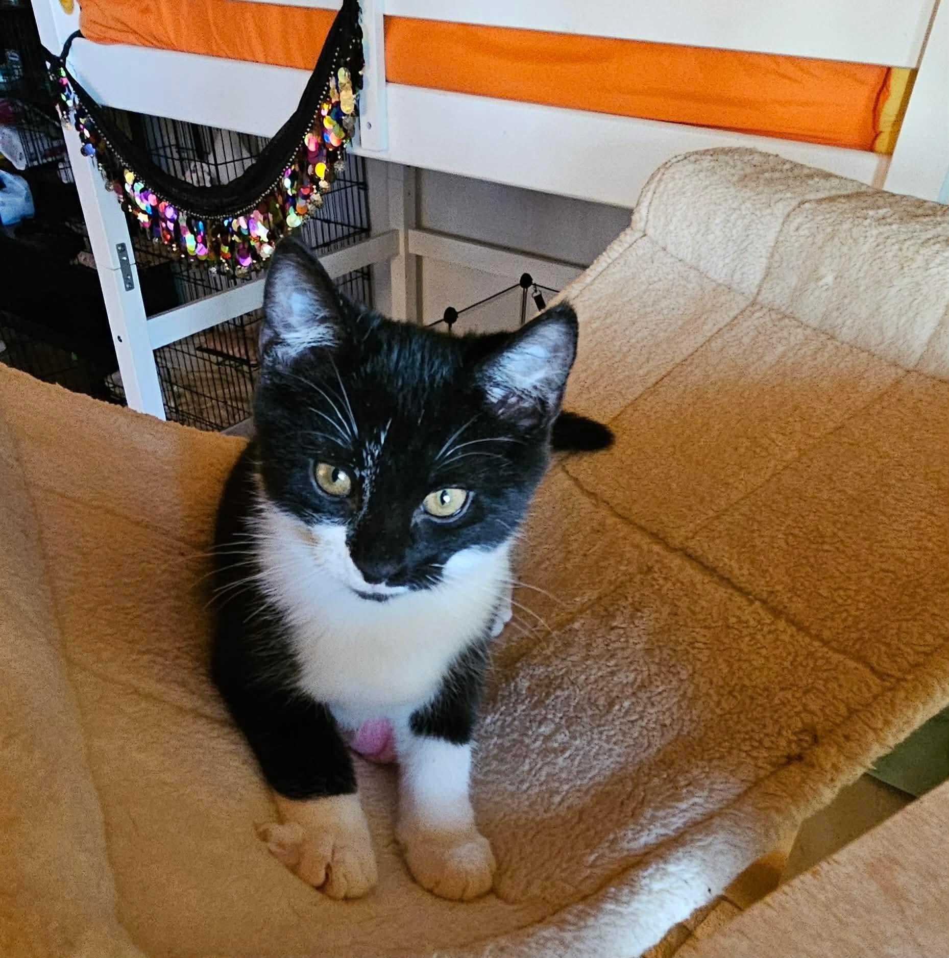 Jumba, a Adoptable Domestic Short Hair in Fort Oglethorpe, GA image 6/6