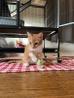 Enlarge Linus, a Adoptable mixed breed in Mustang, OK image 4/5