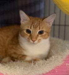 Enlarge Linus, a Adoptable mixed breed in Mustang, OK image 5/5