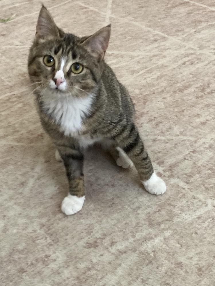 Momohiki, Adoptable, Kitten Female Domestic Short Hair.