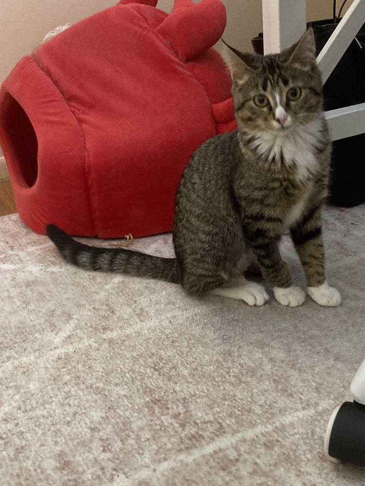 Enlarge Momohiki, a Adoptable Domestic Short Hair in Ferndale, MI image 2/5