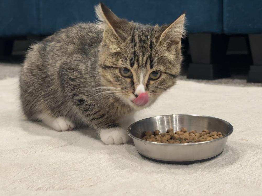 Enlarge Momohiki, a Adoptable Domestic Short Hair in Ferndale, MI image 3/5