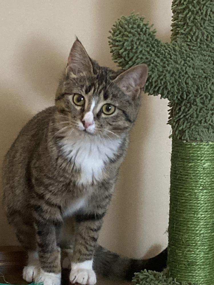 Enlarge Momohiki, a Adoptable Domestic Short Hair in Ferndale, MI image 4/5