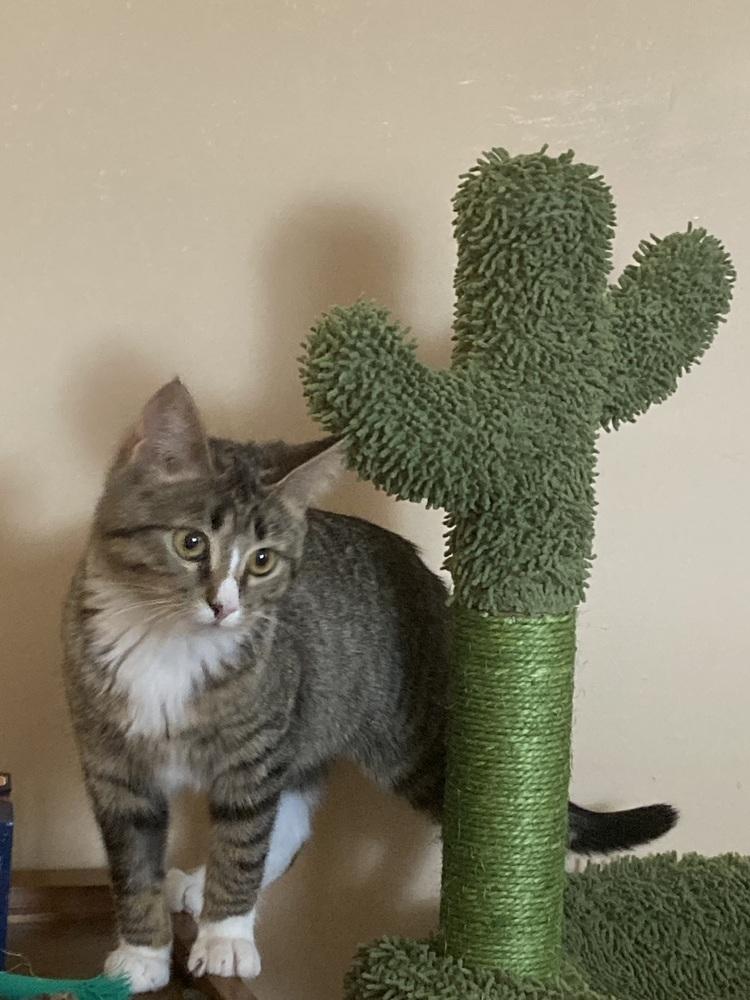 Enlarge Momohiki, a Adoptable Domestic Short Hair in Ferndale, MI image 5/5