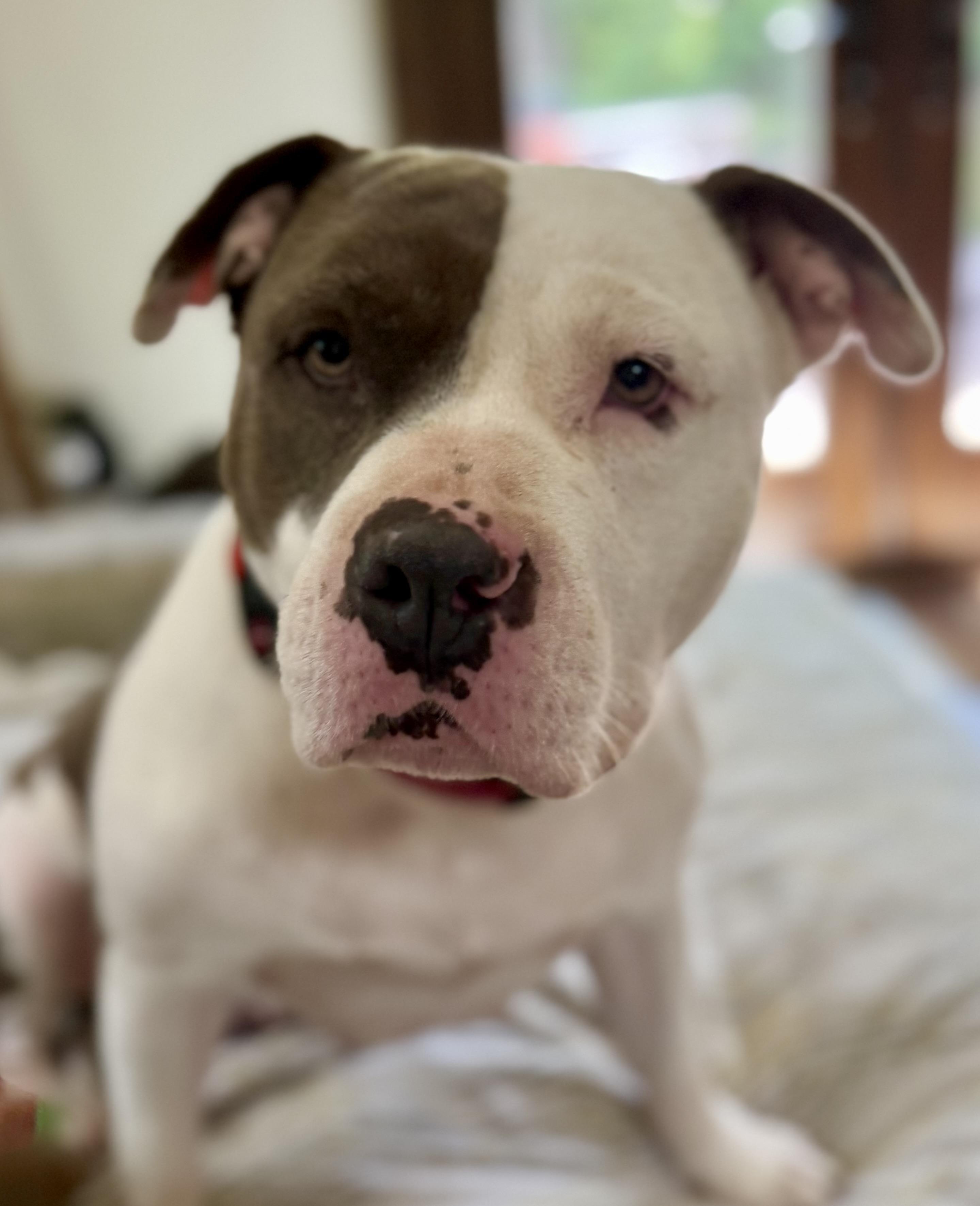 Enlarge Phayra, a ADOPTABLE American Staffordshire Terrier in Knoxville, TN image 2/6