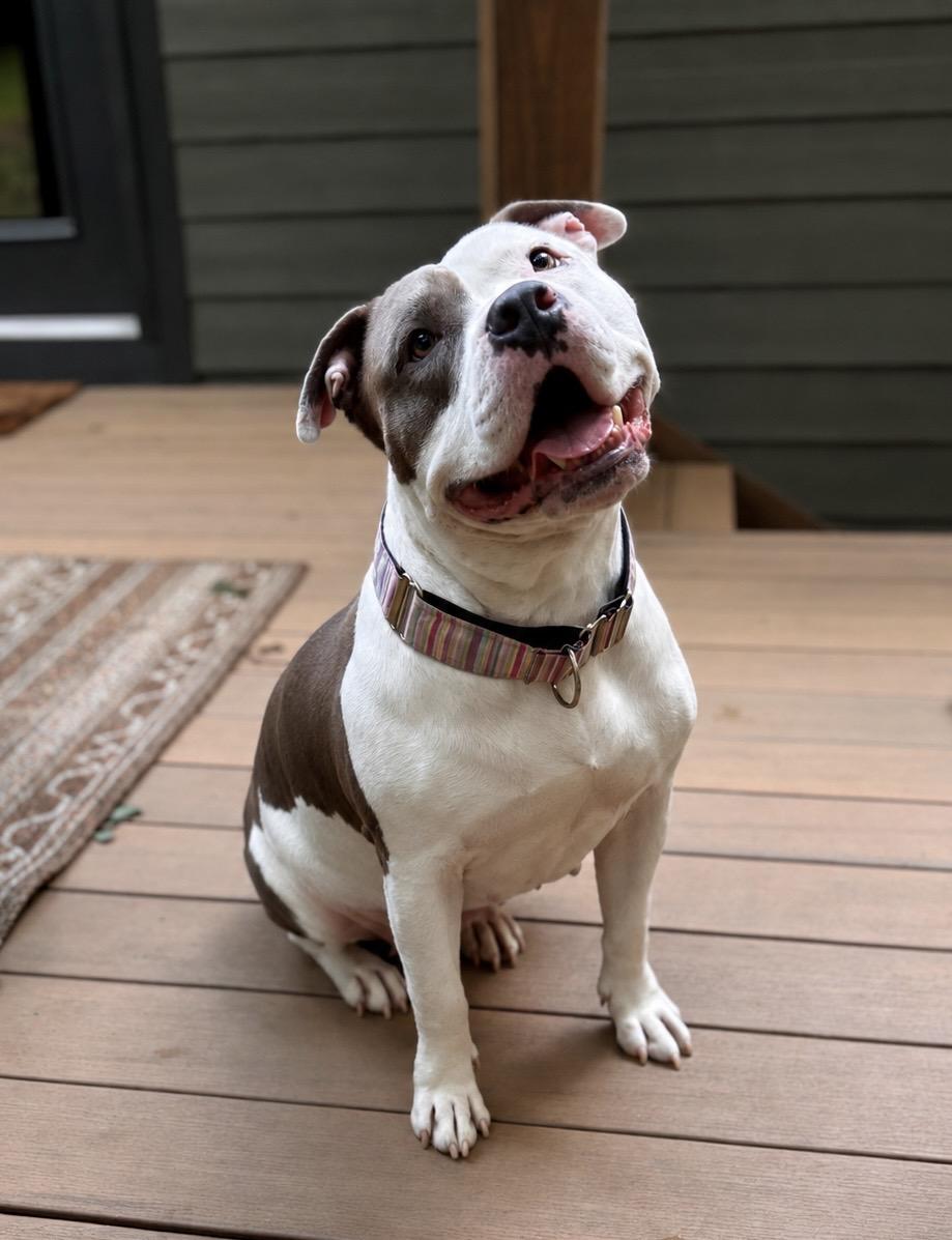 Phayra, ADOPTABLE, Adult Female American Staffordshire Terrier.