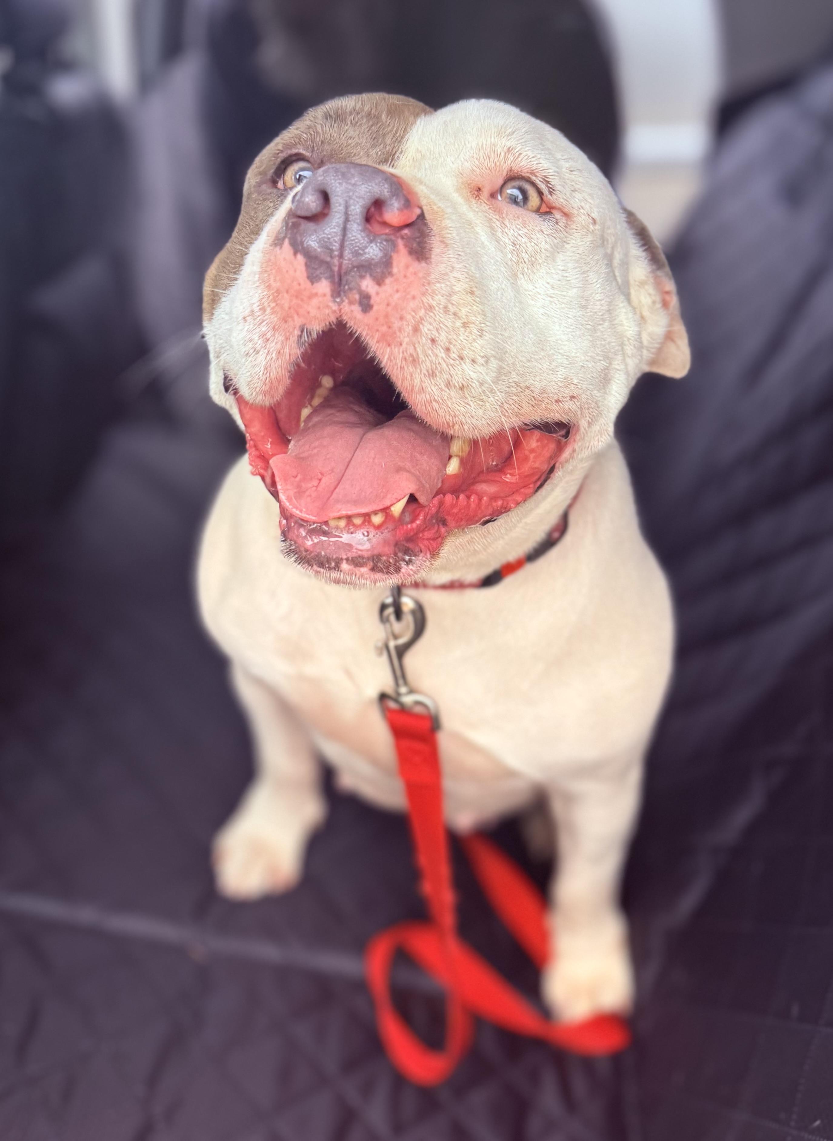 Enlarge Phayra, a ADOPTABLE American Staffordshire Terrier in Knoxville, TN image 6/6