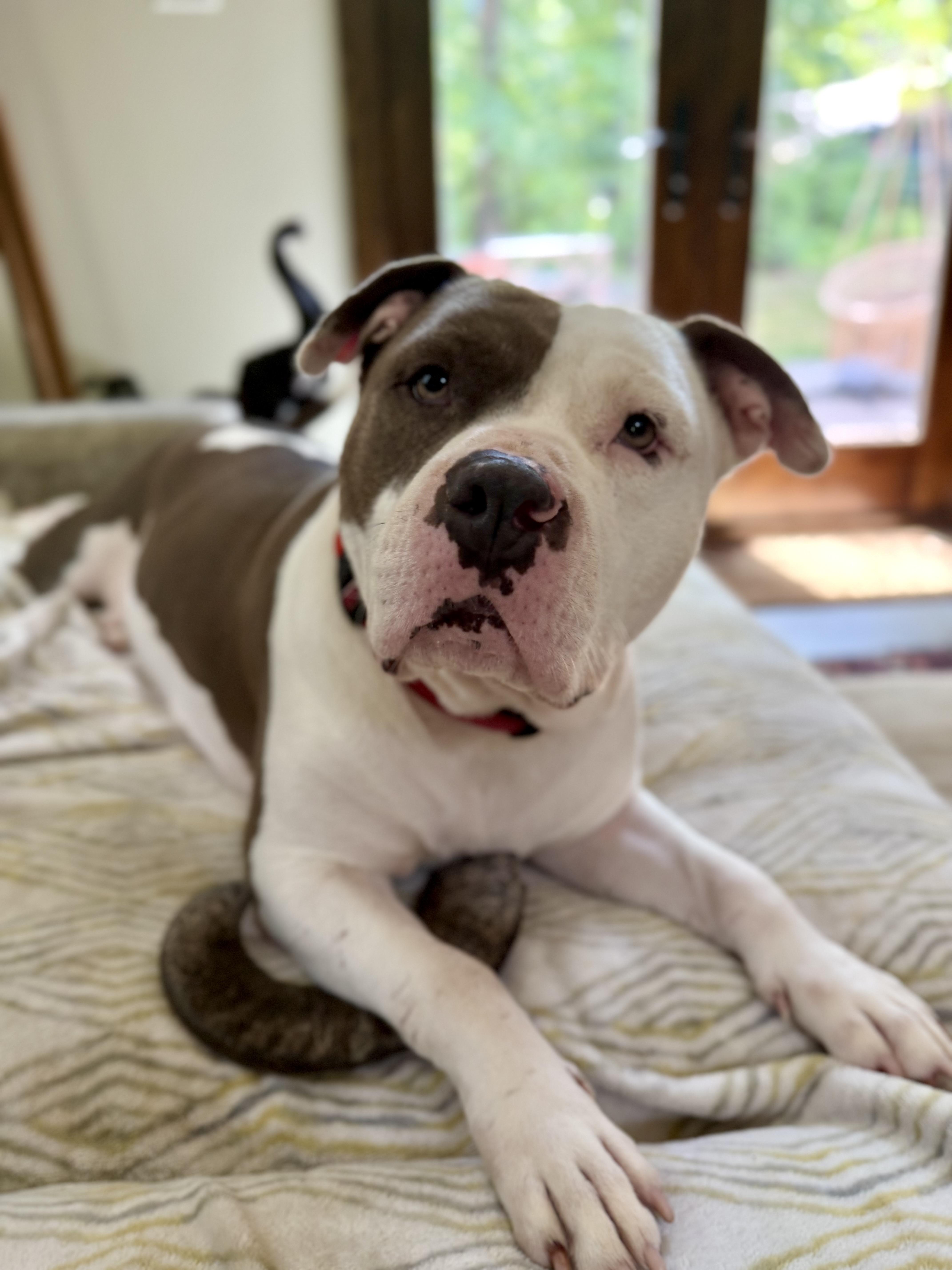 Enlarge Phayra, a ADOPTABLE American Staffordshire Terrier in Knoxville, TN image 5/6
