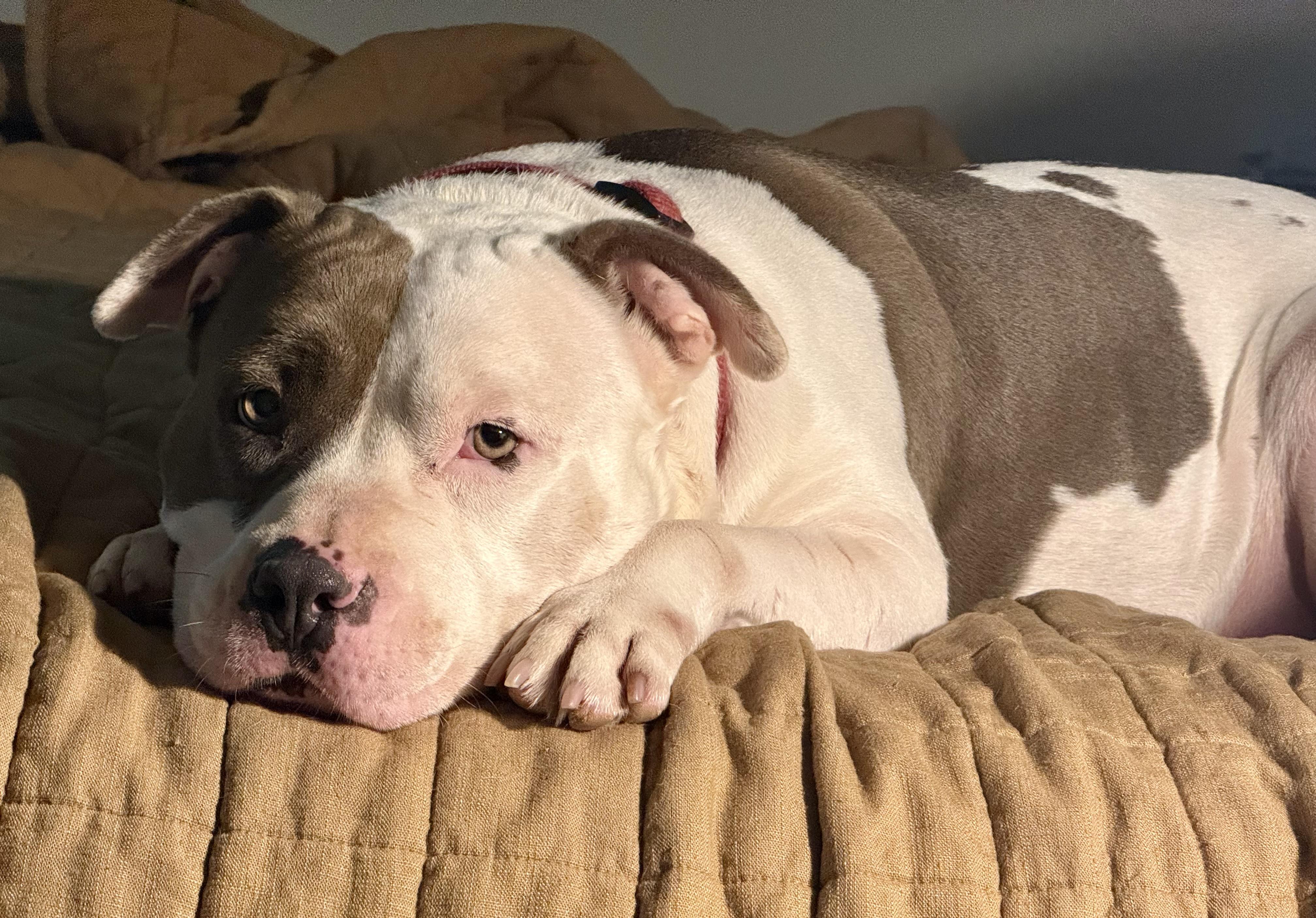 Enlarge Phayra, a ADOPTABLE American Staffordshire Terrier in Knoxville, TN image 4/6