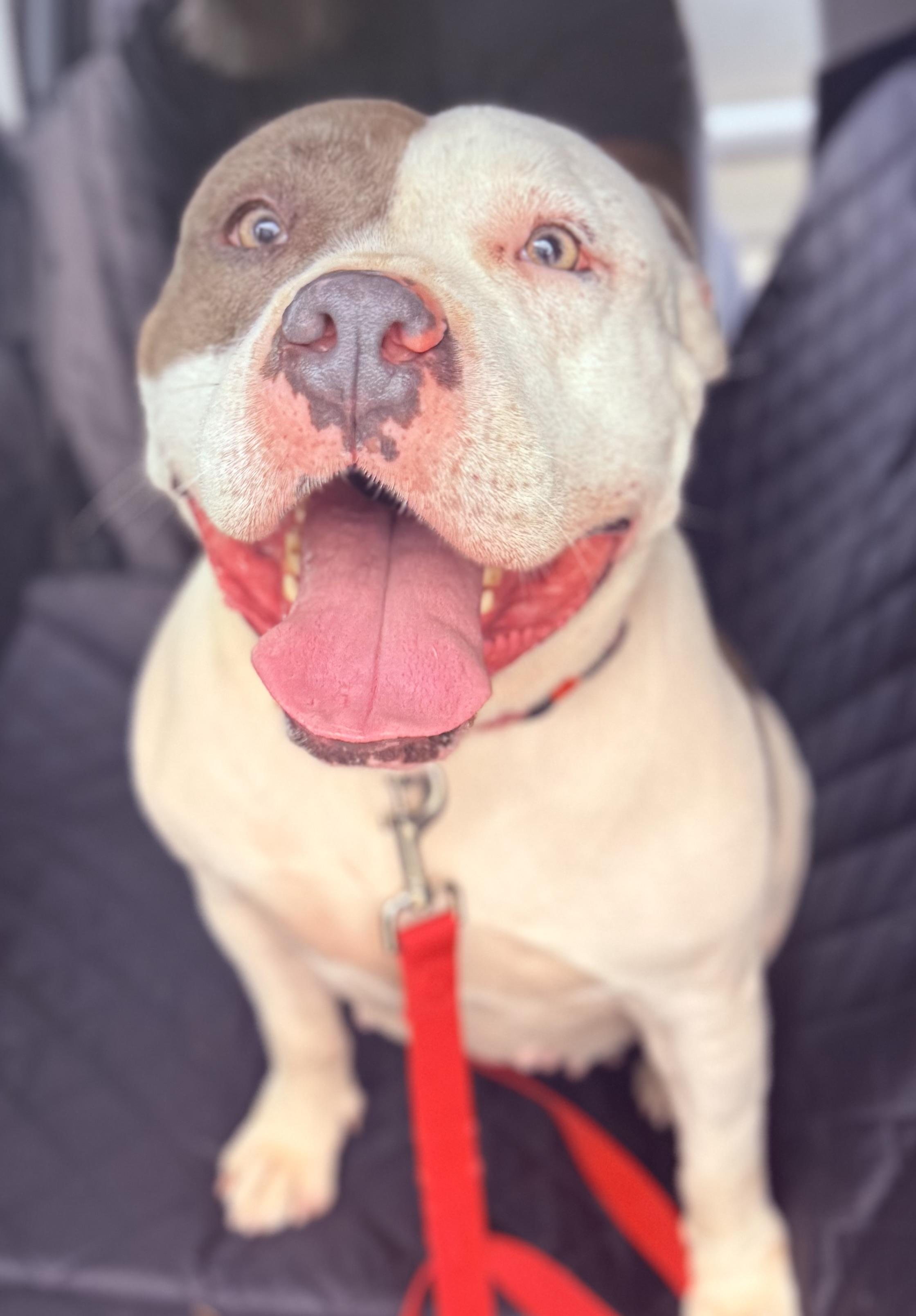 Enlarge Phayra, a ADOPTABLE American Staffordshire Terrier in Knoxville, TN image 3/6