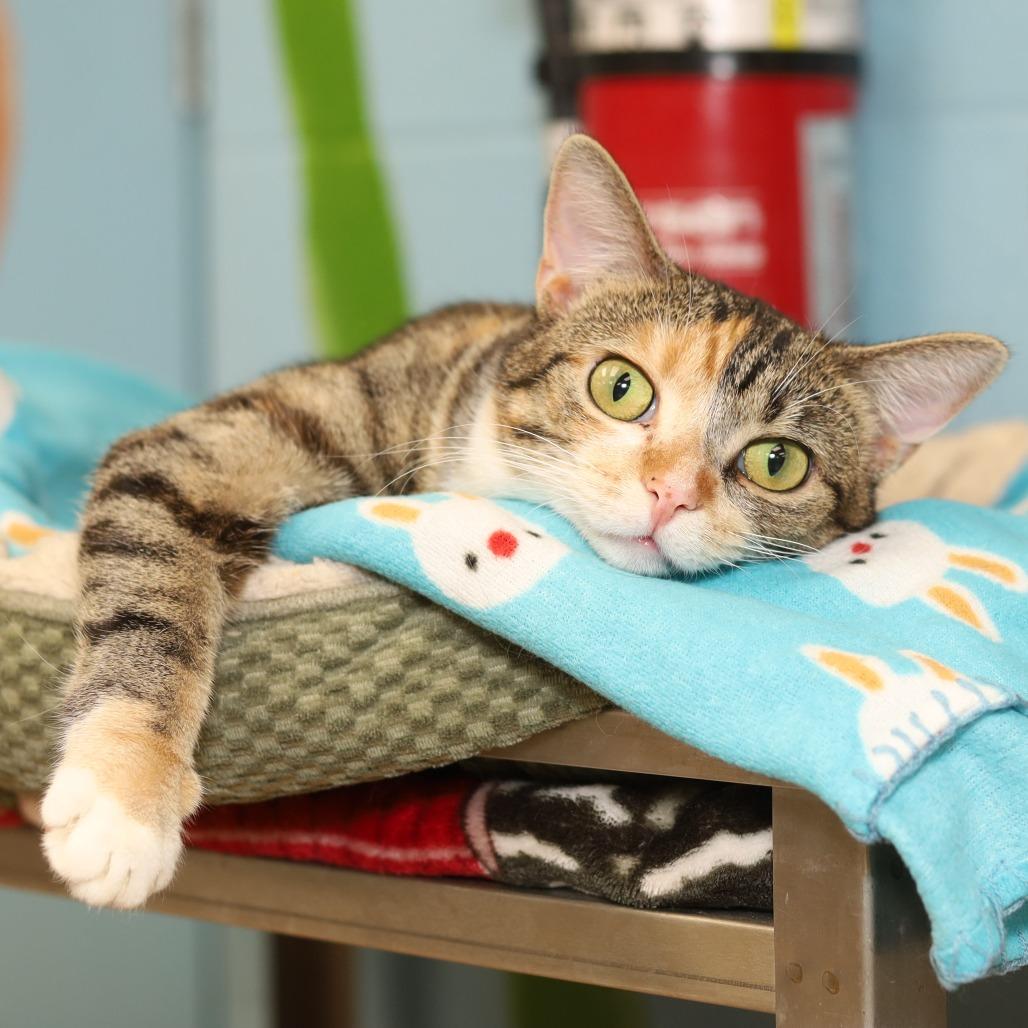 Emery, a Adoptable Domestic Short Hair in Evansville, IN image 1/6