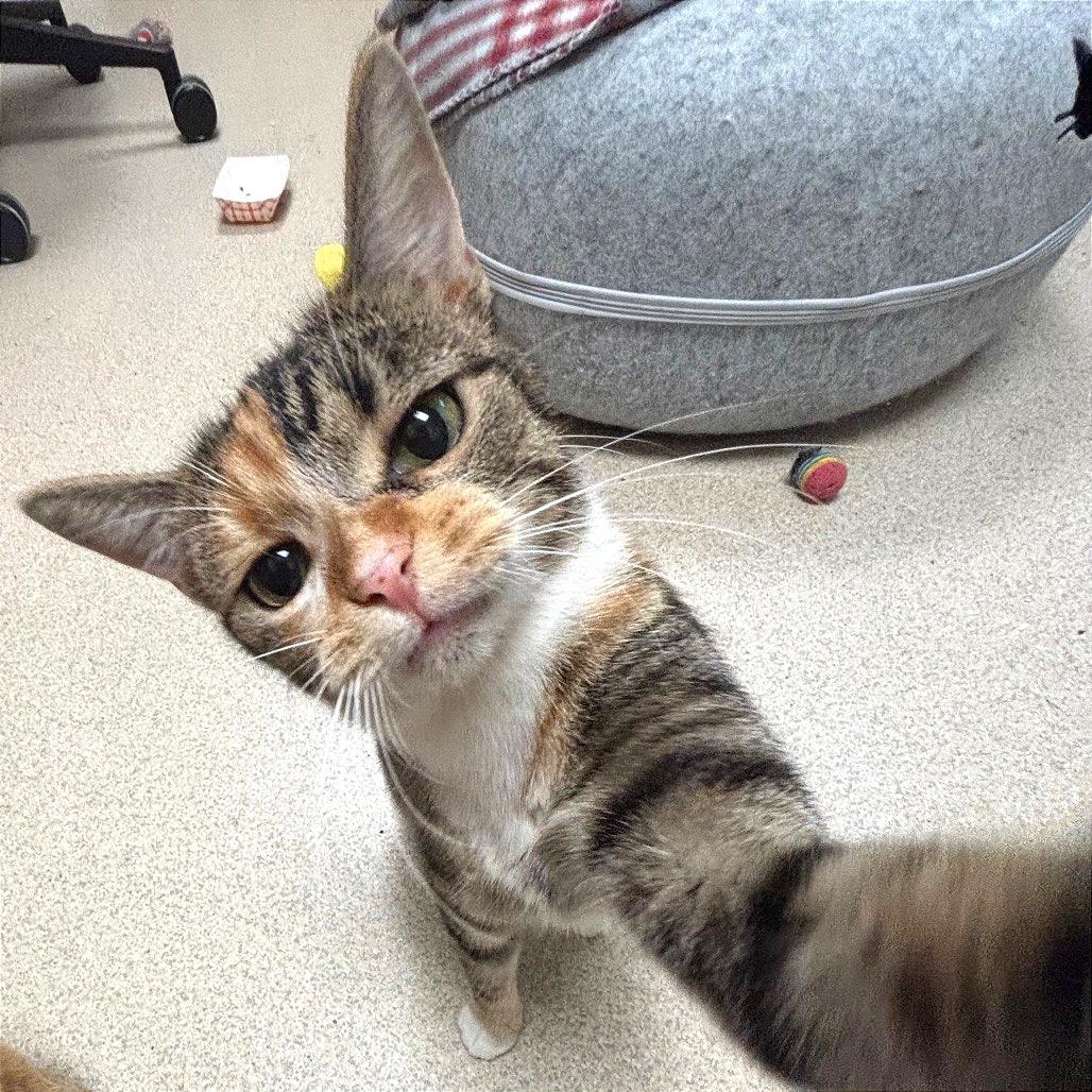 Enlarge Emery, a Adoptable Domestic Short Hair in Evansville, IN image 2/6