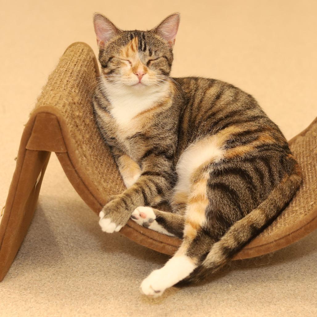 Enlarge Emery, a Adoptable Domestic Short Hair in Evansville, IN image 5/6