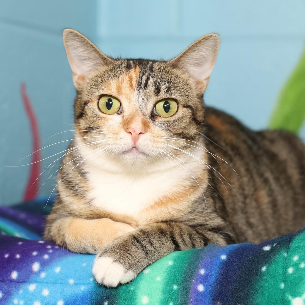 Emery, a Adoptable Domestic Short Hair in Evansville, IN image 6/6