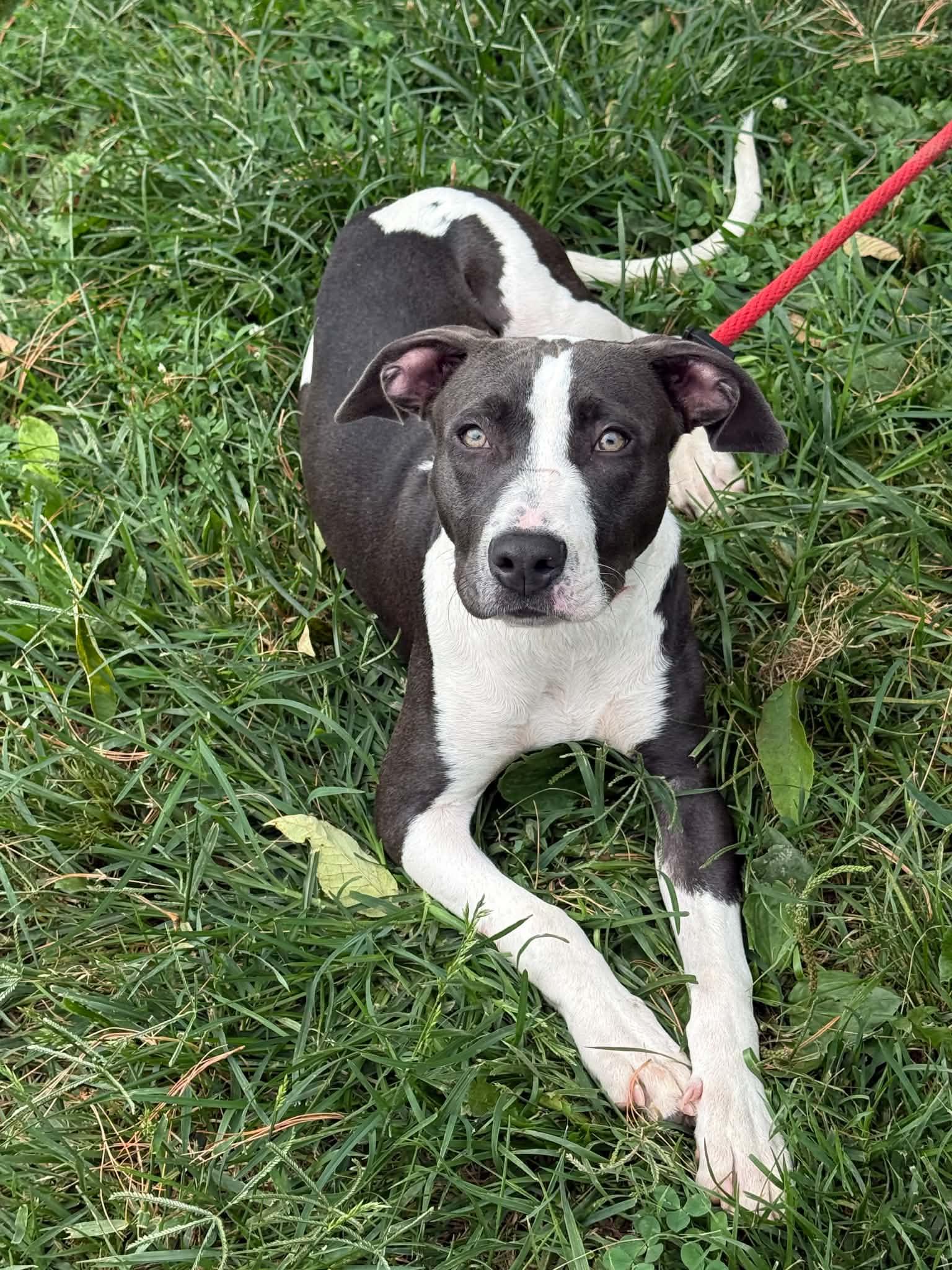 Cher, adopted, Adult Female Pit Bull Terrier.