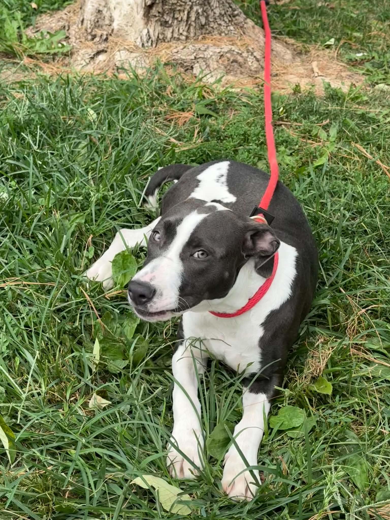 Cher, an adopted mixed breed in Springfield, IL image 2/2
