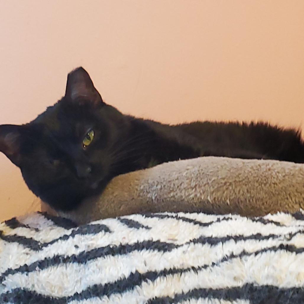 Mamma Midnight, Adoptable, Adult Female Domestic Short Hair.