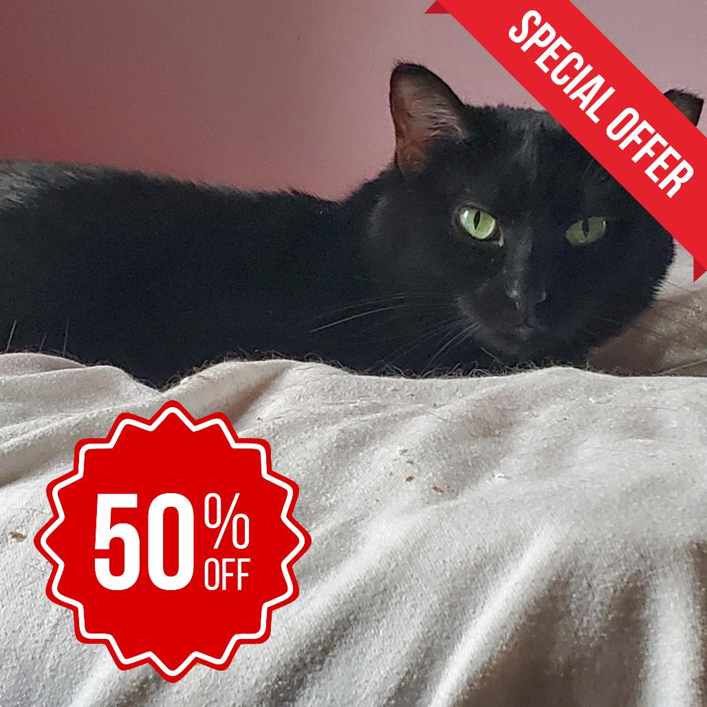 Mamma Midnight, a Adoptable Domestic Short Hair in Inver Grove Heights, MN image 2/6